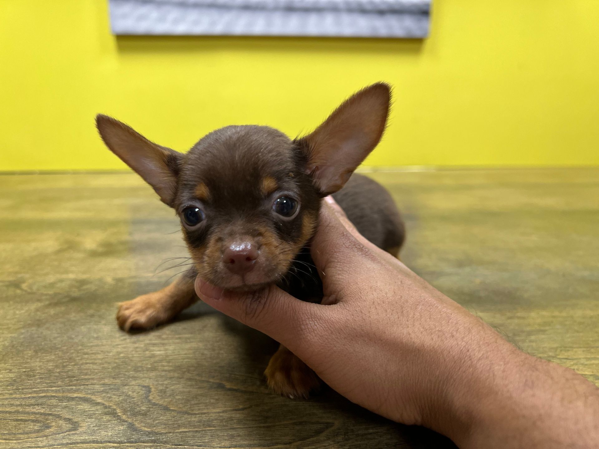 chihuahua puppies New York