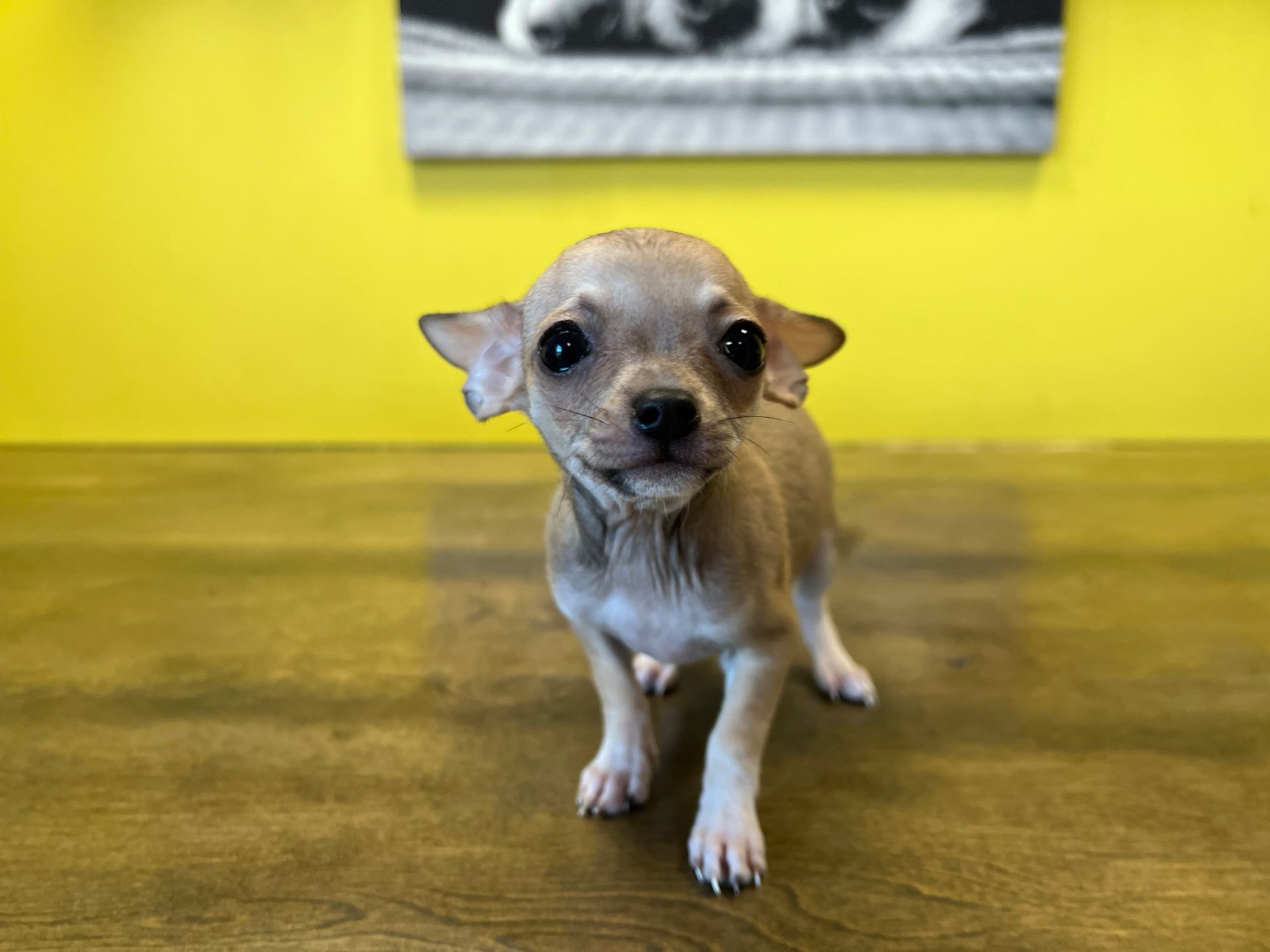 chihuahua puppies for sale New York