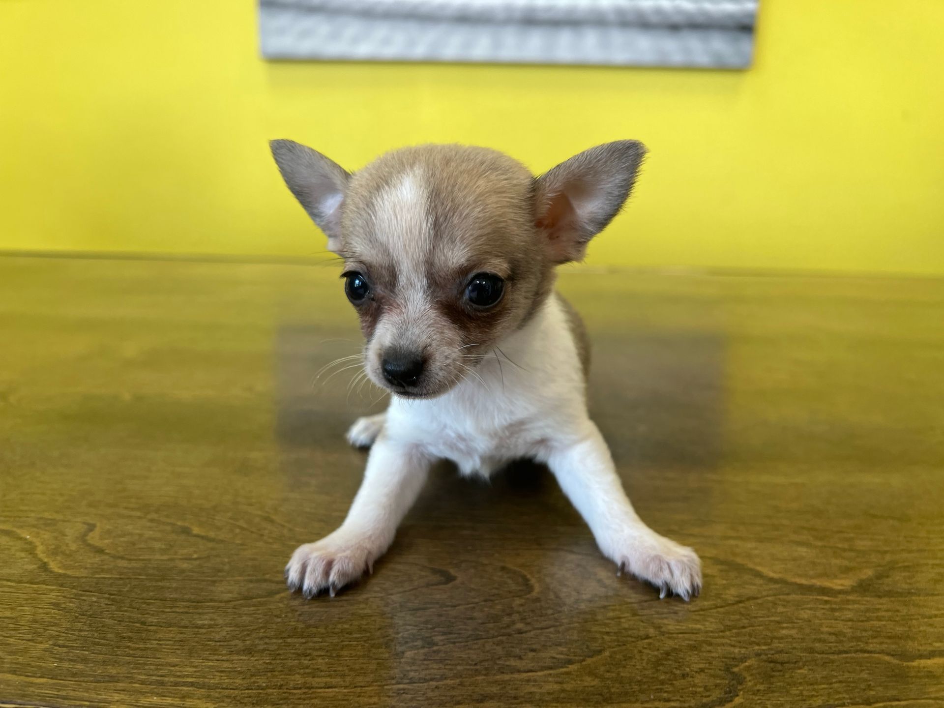 chihuahua puppies New York