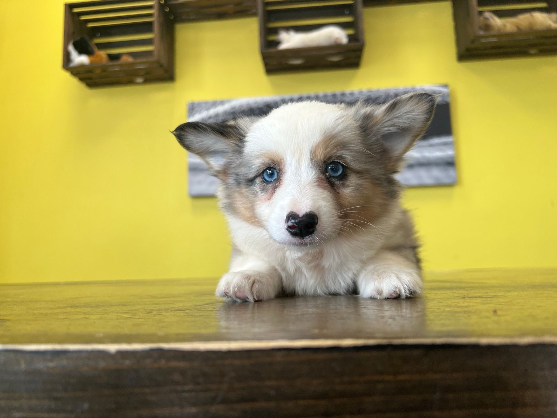 Corgi puppies New York
