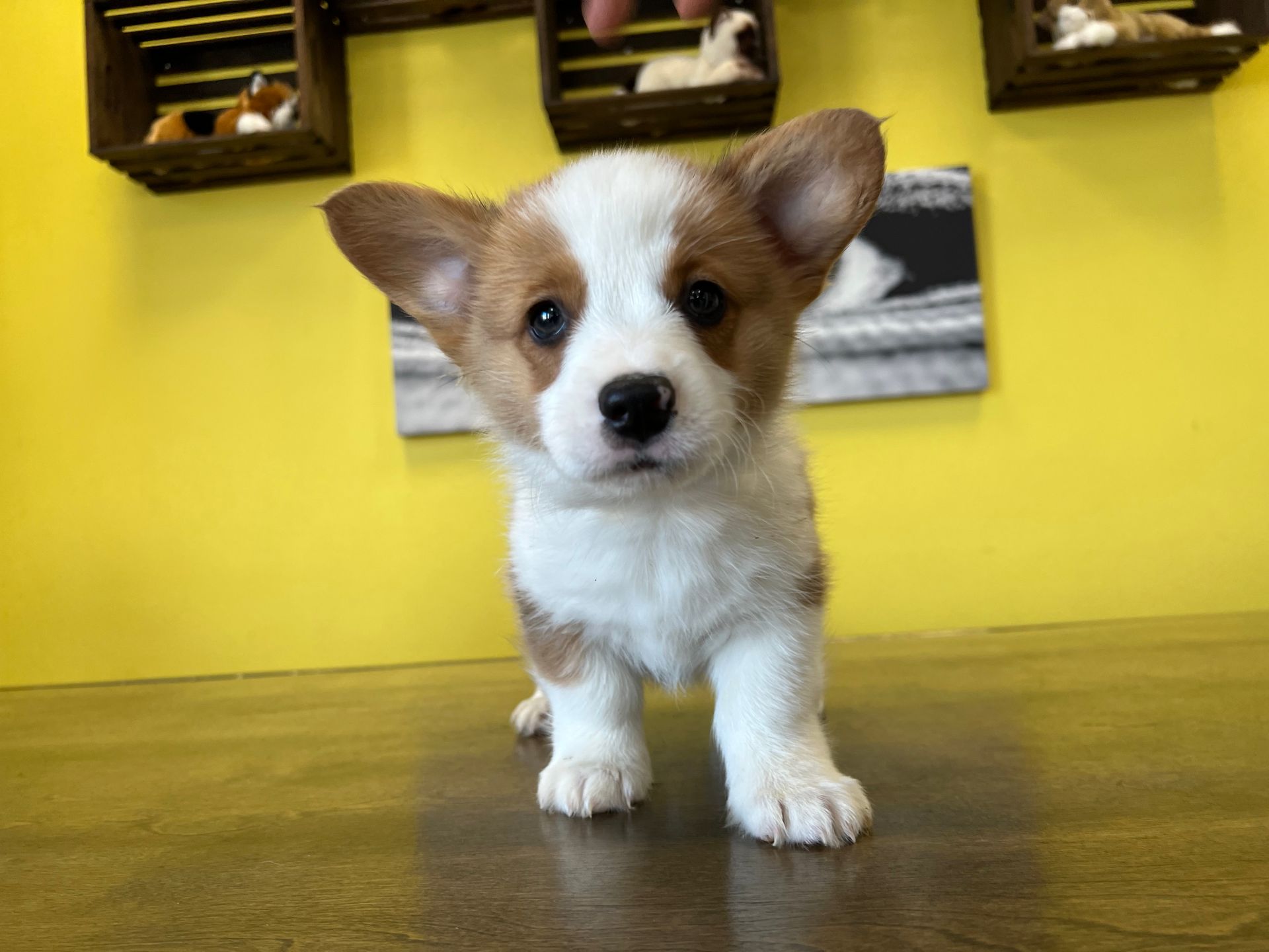 Corgi puppies for sale New York