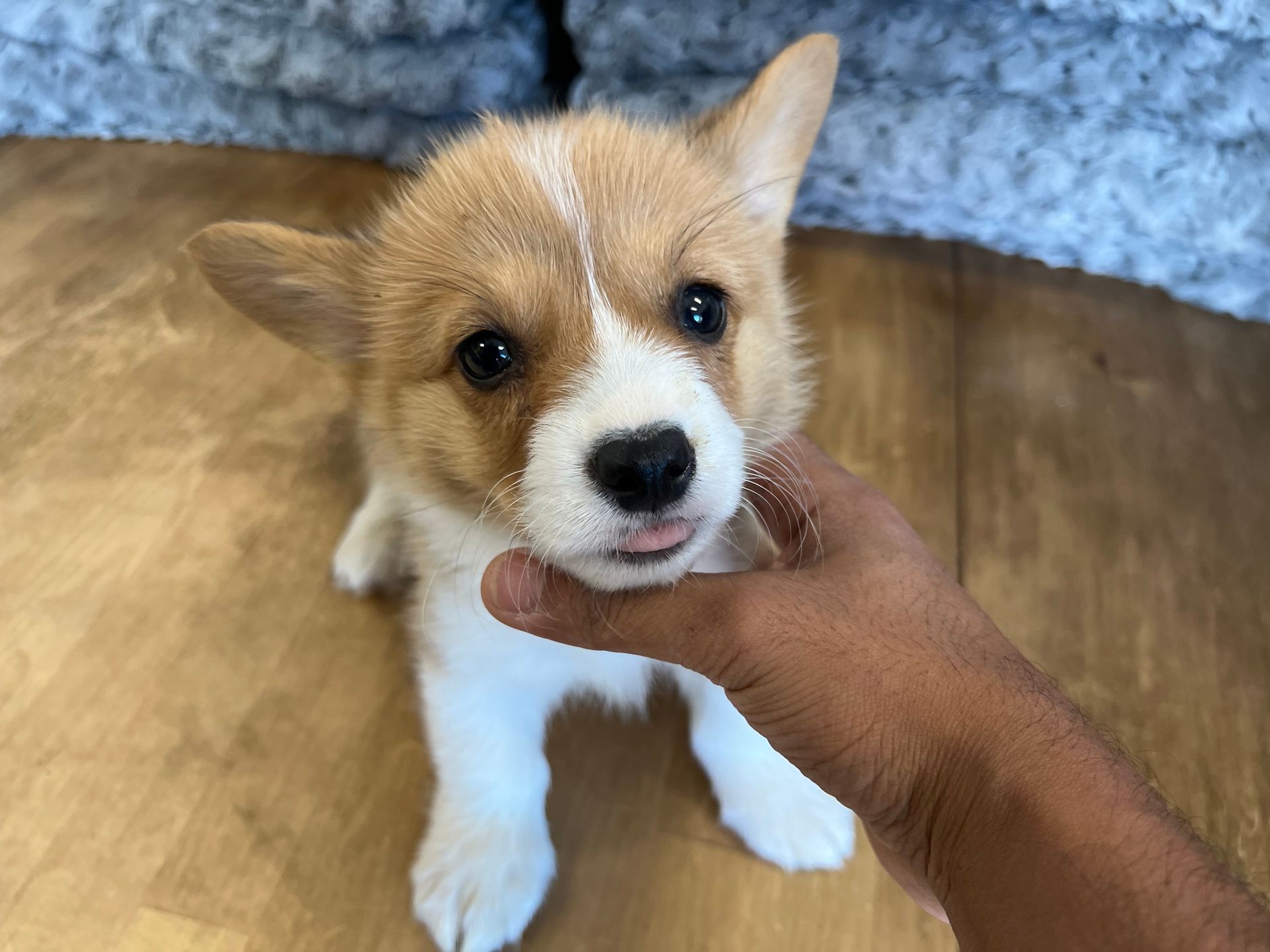 Corgi puppies New York