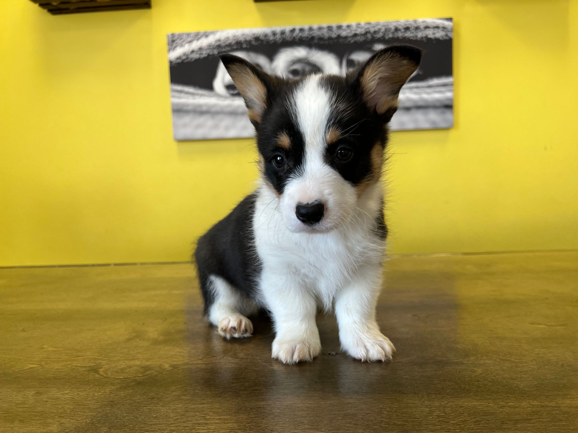 Corgi puppies for sale New York
