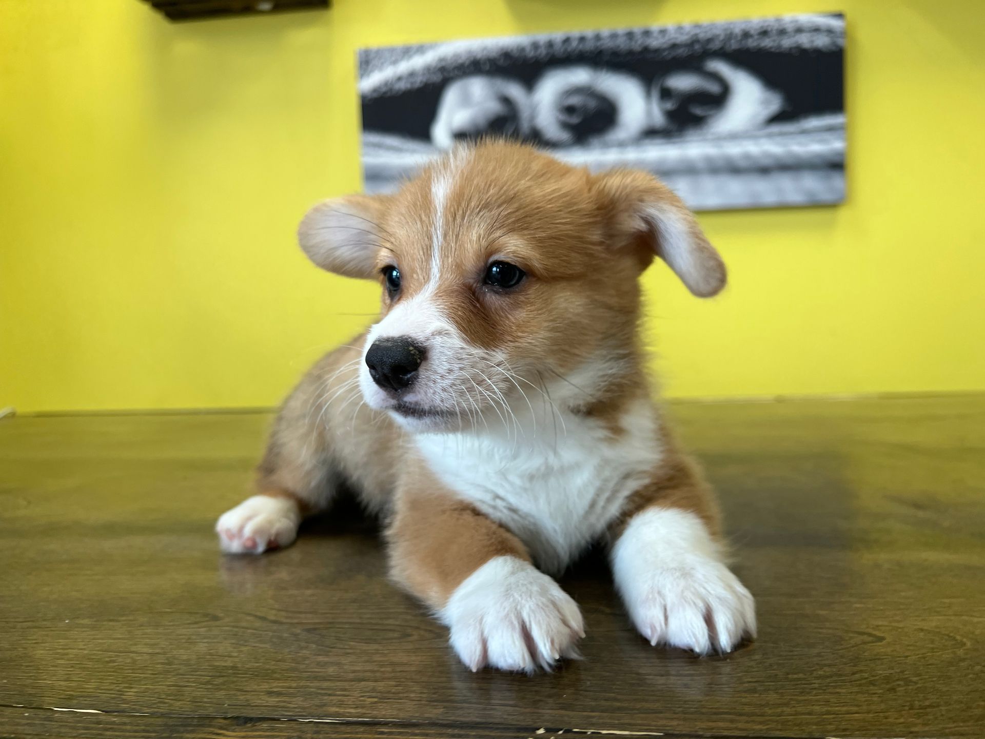 Corgi puppies New York