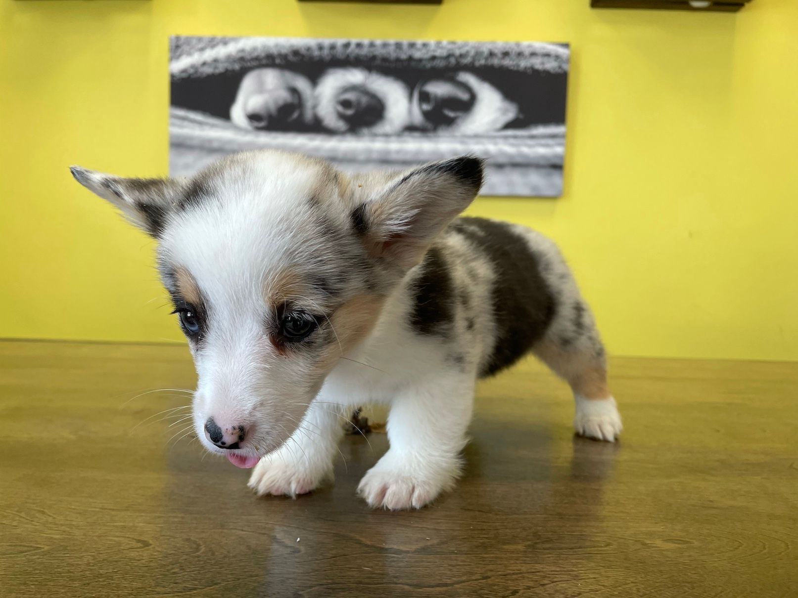 Corgi puppies for sale New York