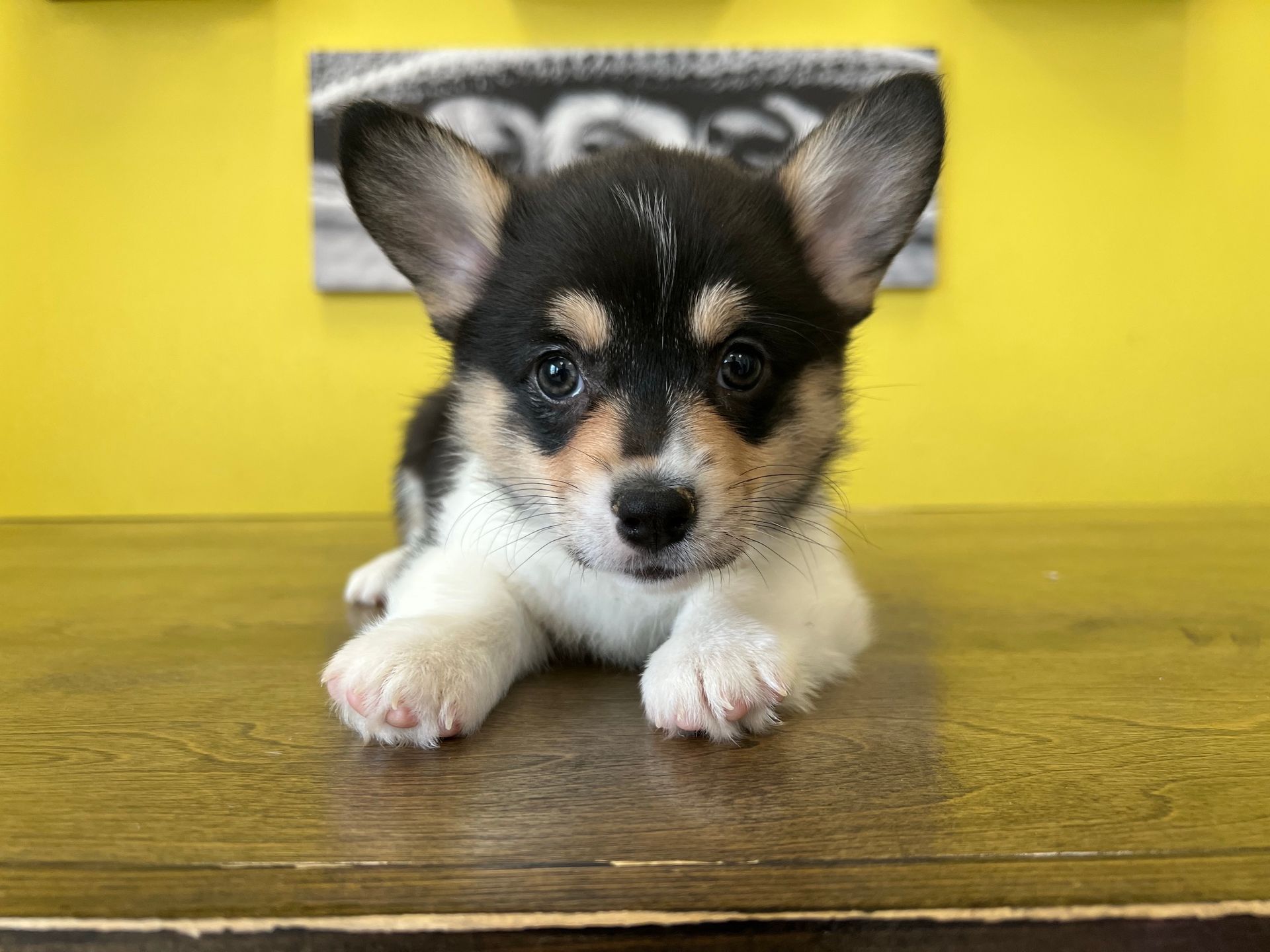 Corgi puppies New York