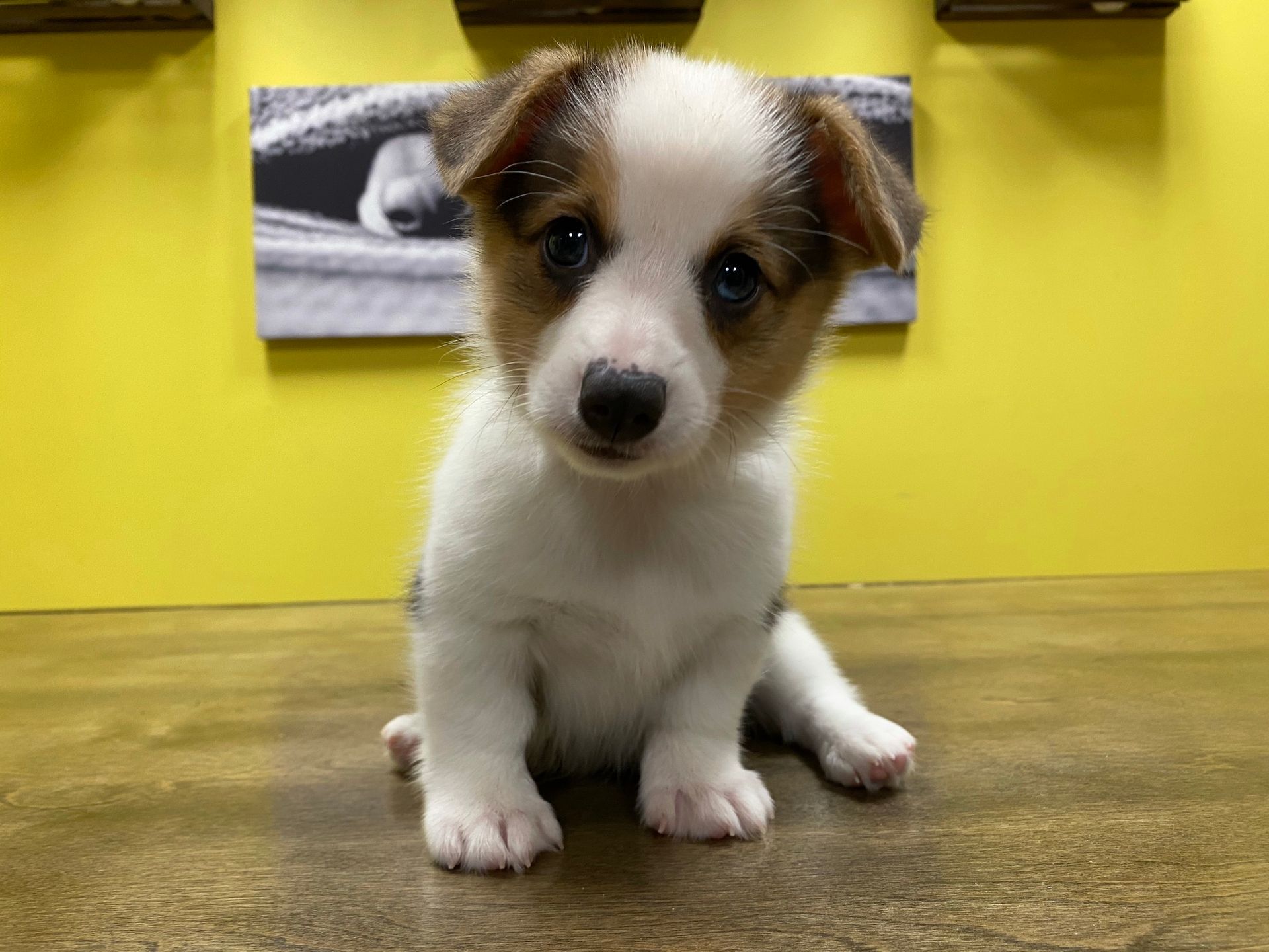 Corgi puppies for sale New York