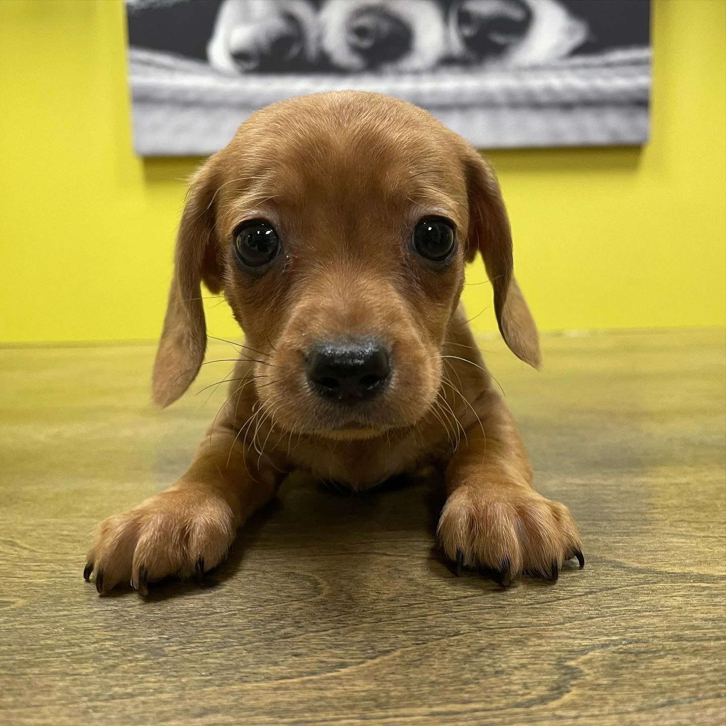 miniature dachshund puppies for sale