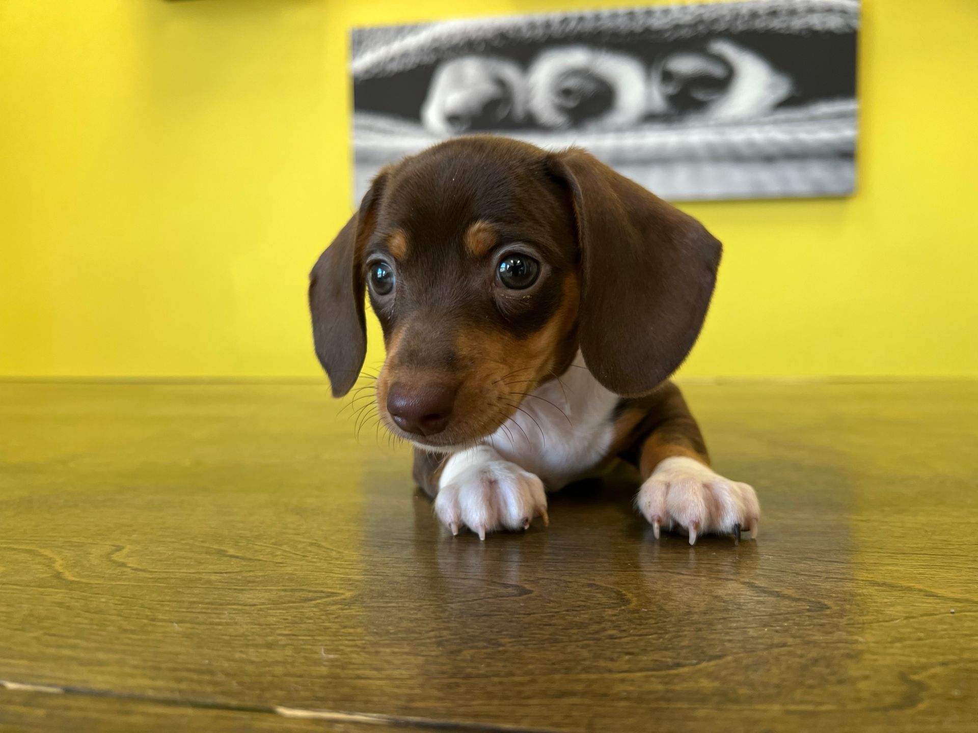 dachshund puppies New York