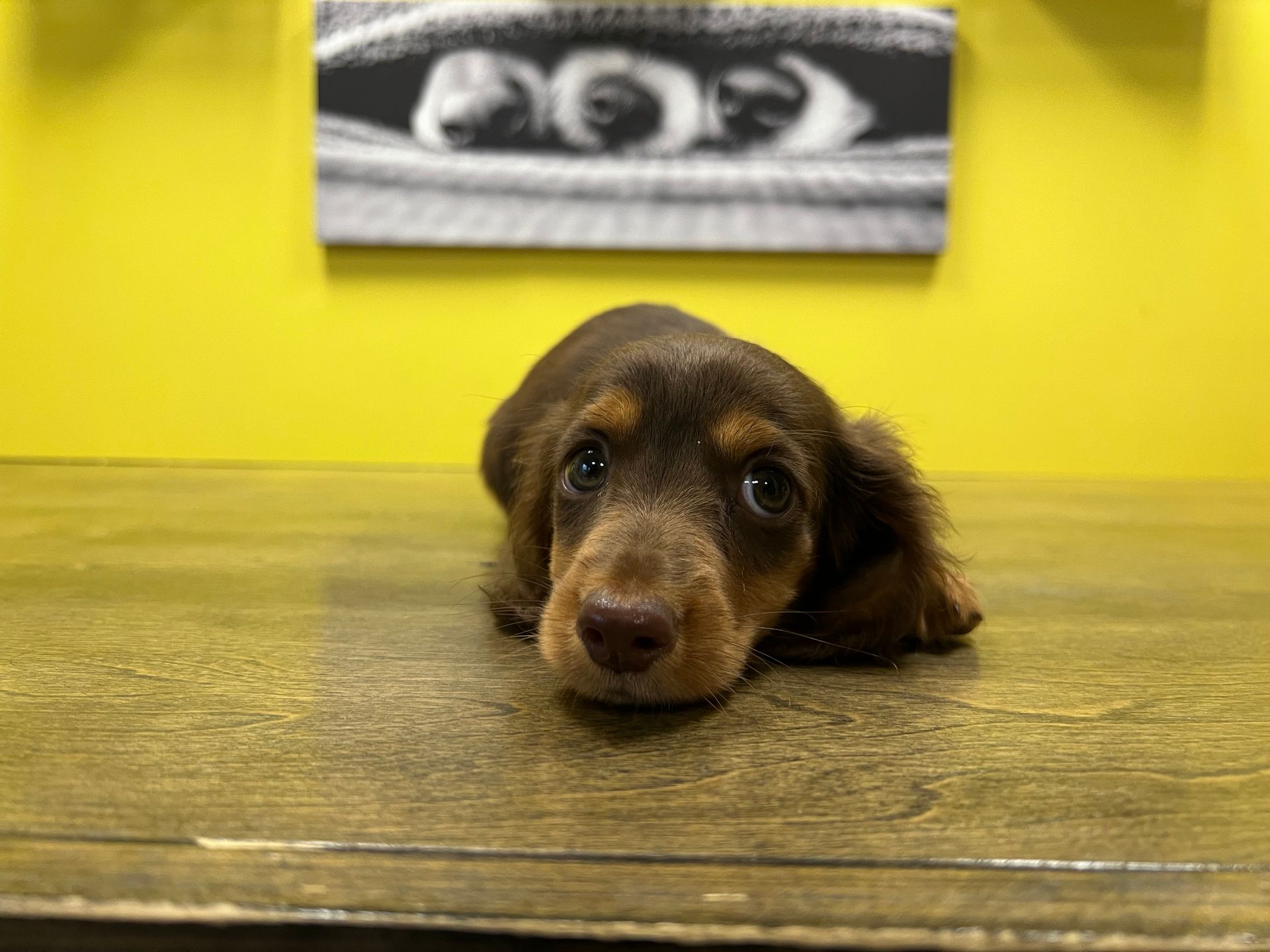 dachshund puppies for sale New York
