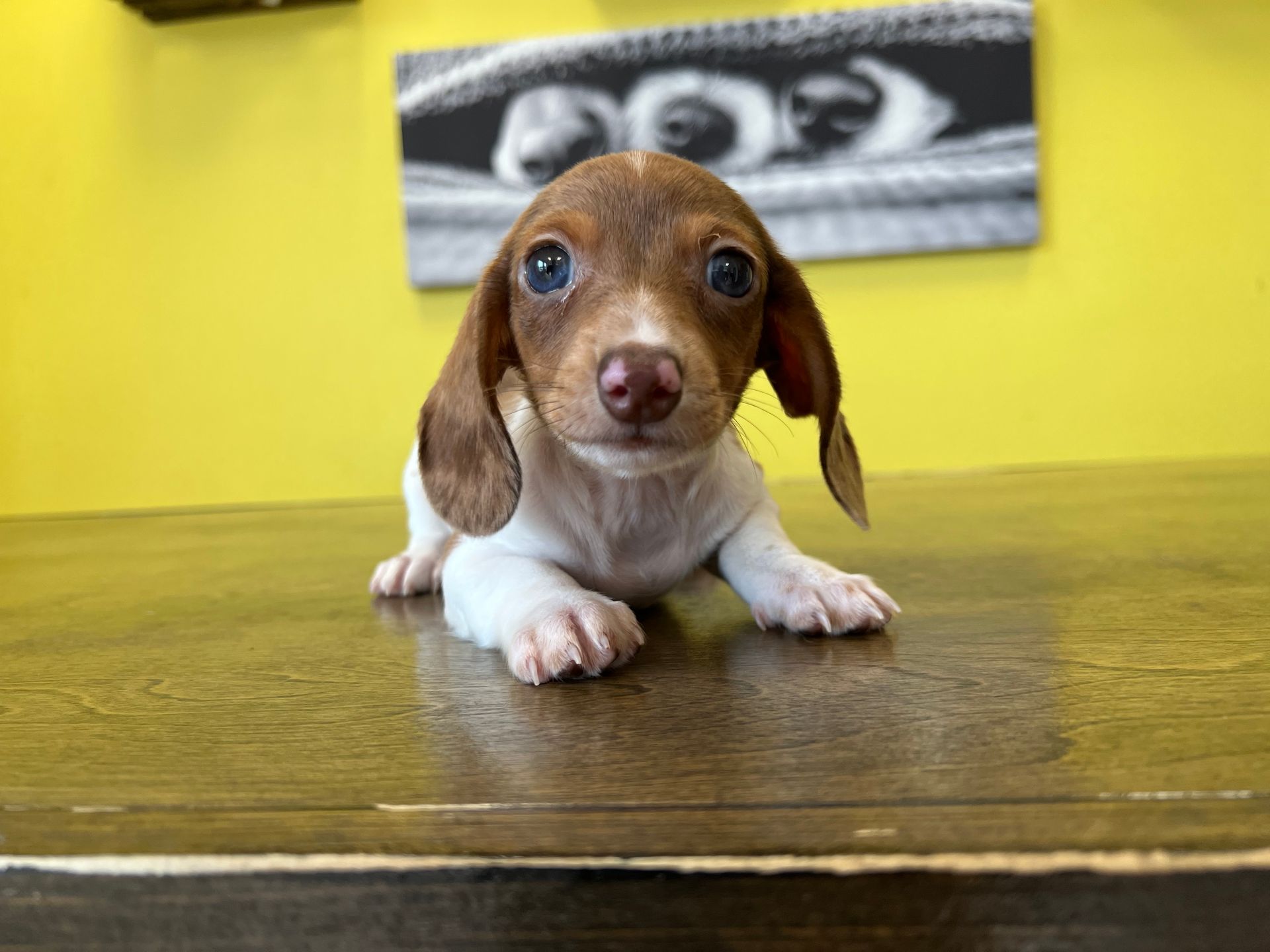 dachshund puppies New York