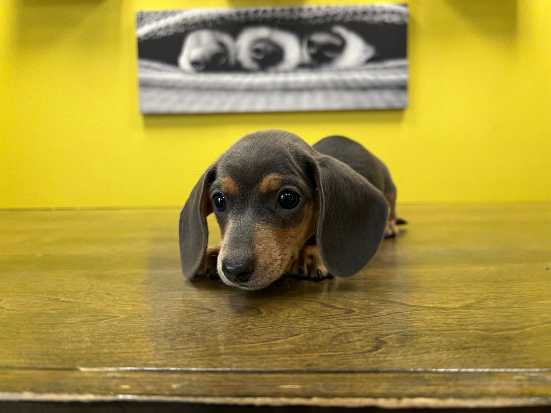 dachshund puppies for sale New York