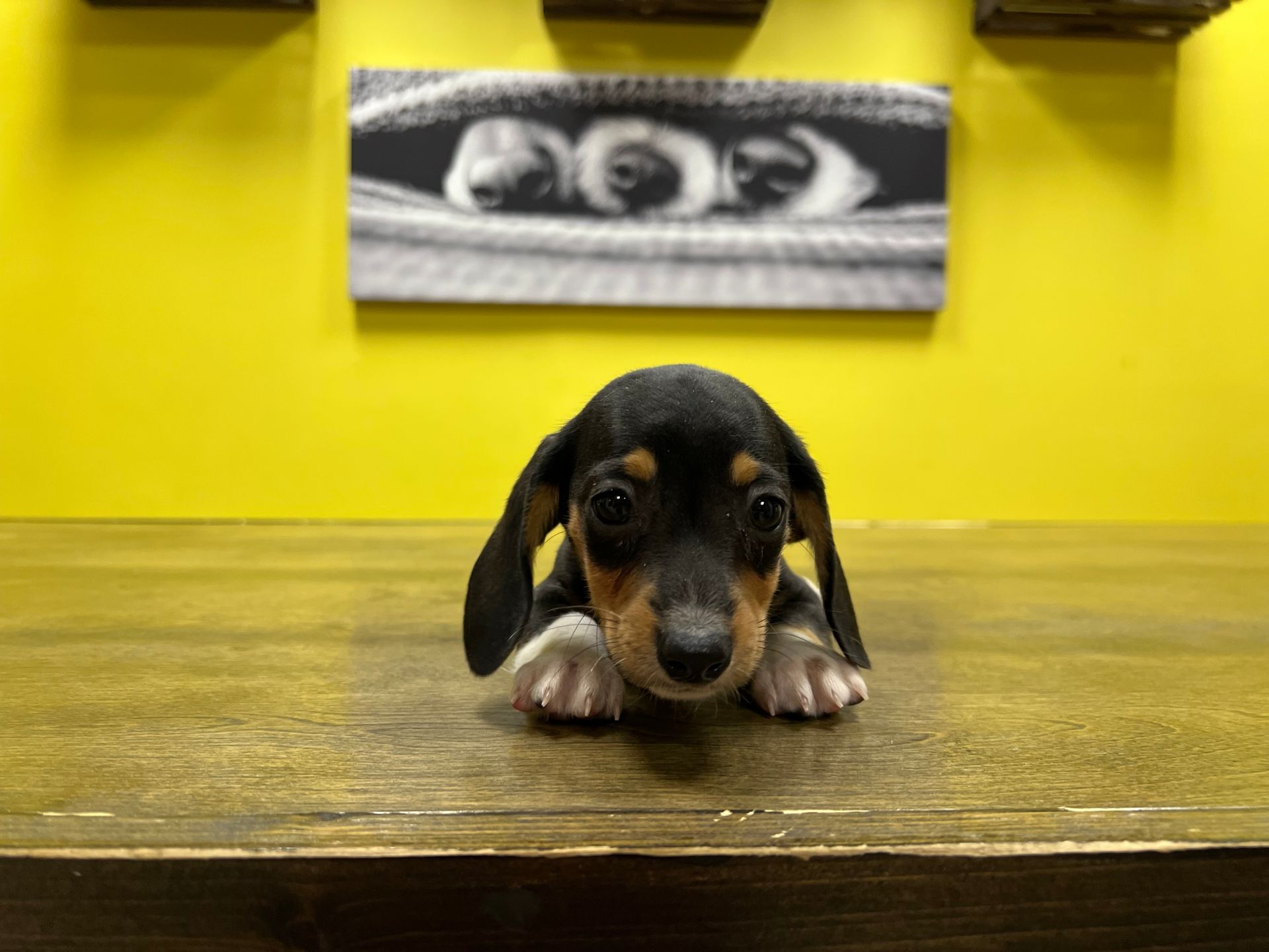 dachshund puppies New York