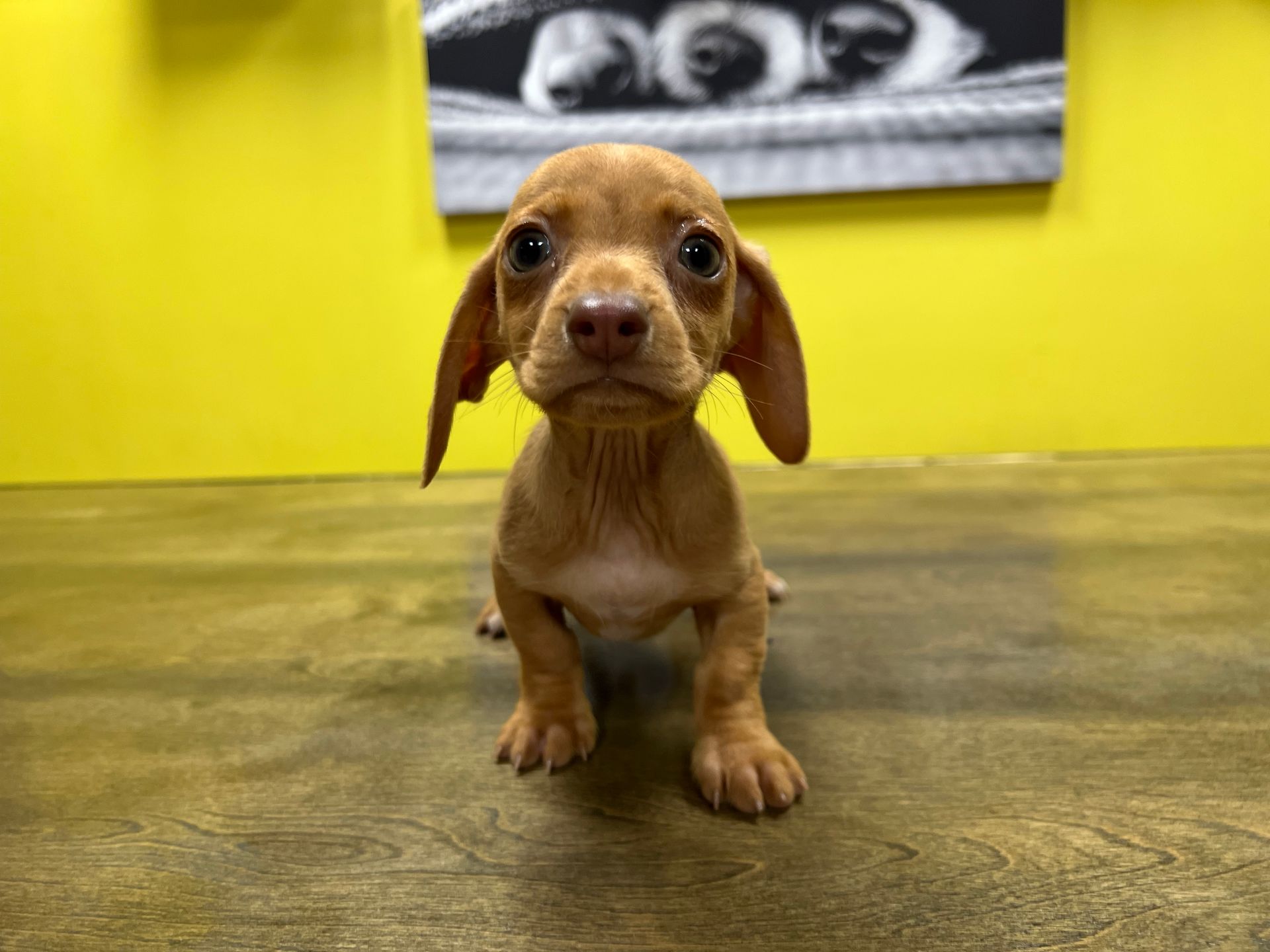dachshund puppies for sale New York