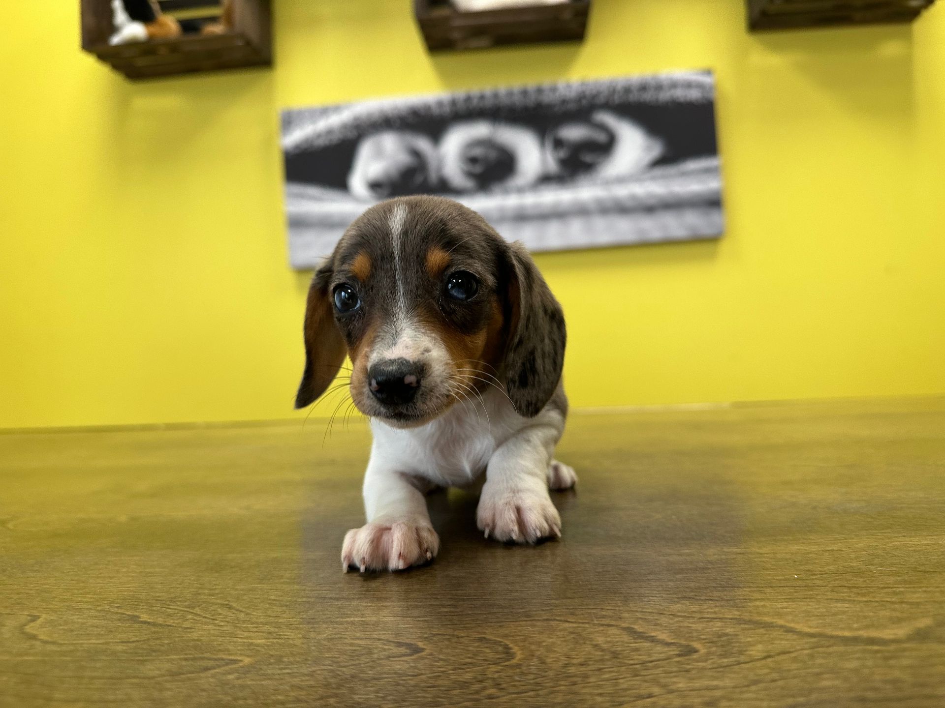dachshund puppies New York