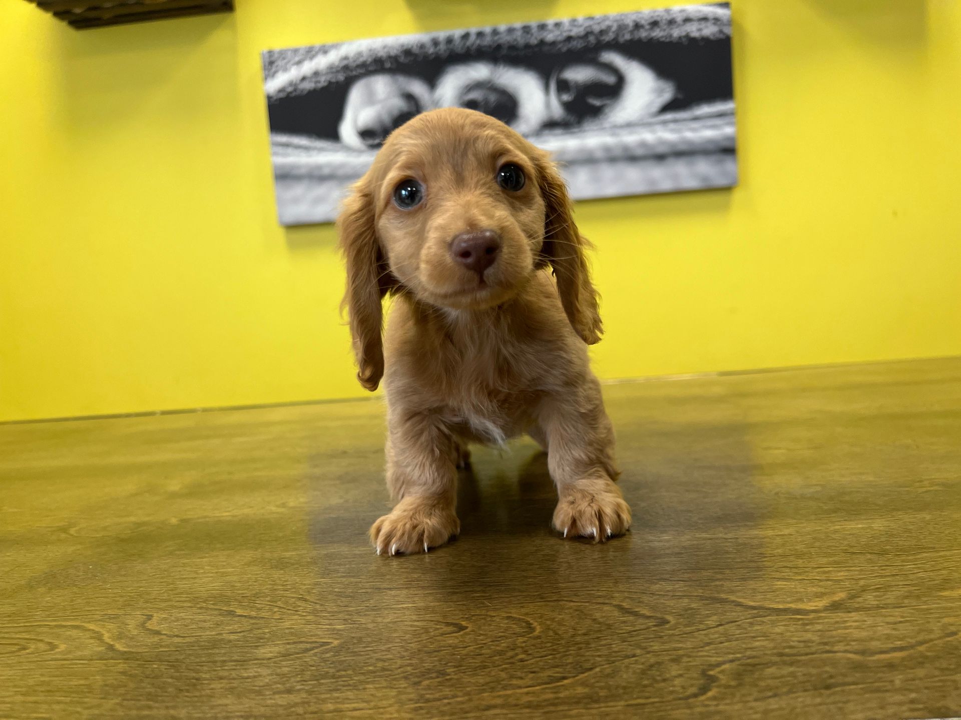 dachshund puppies for sale New York
