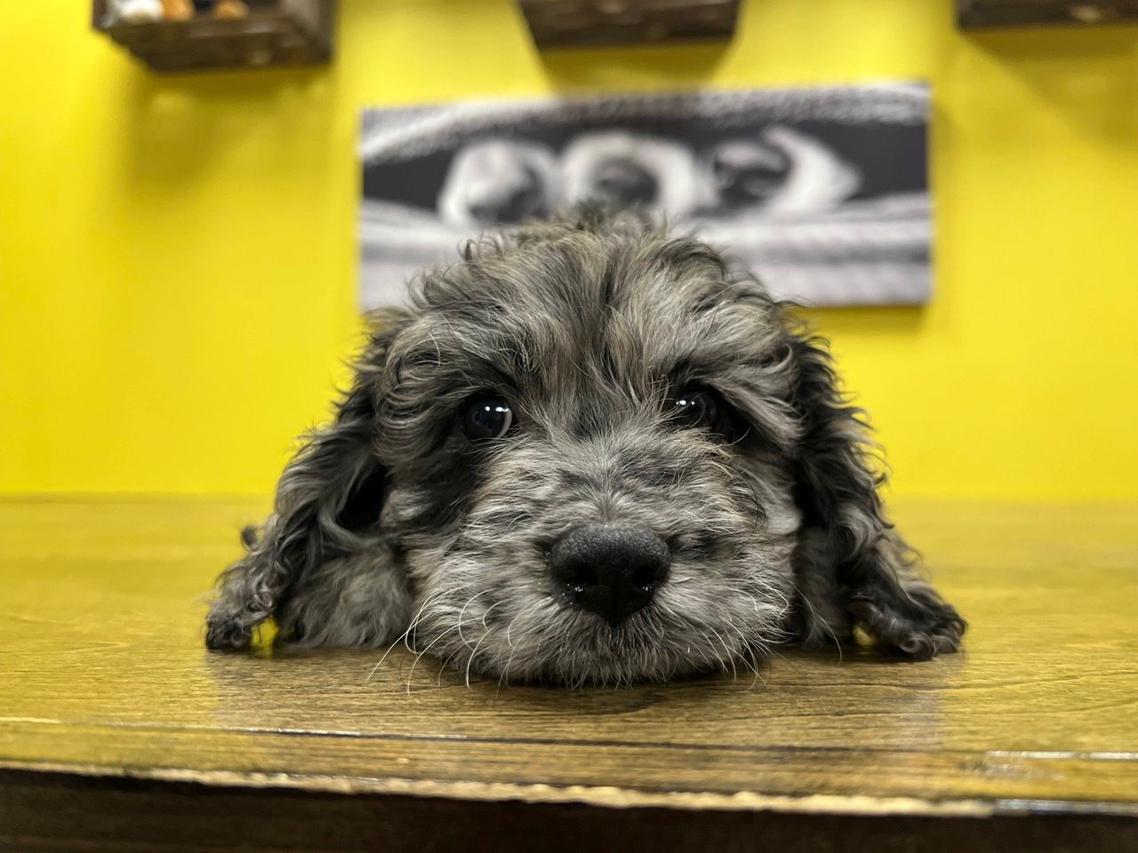 Designer puppies New York