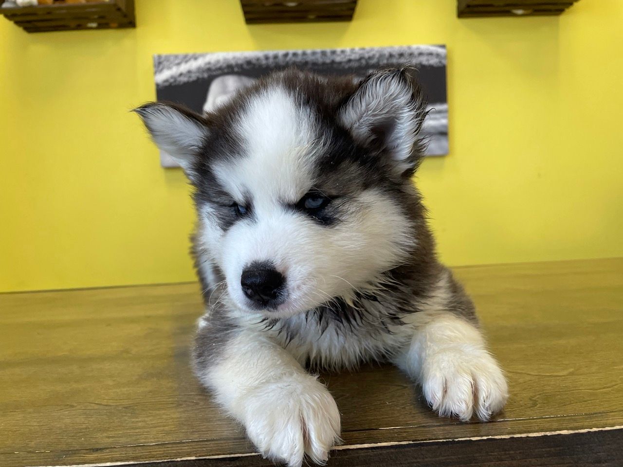 Designer puppies for sale New York