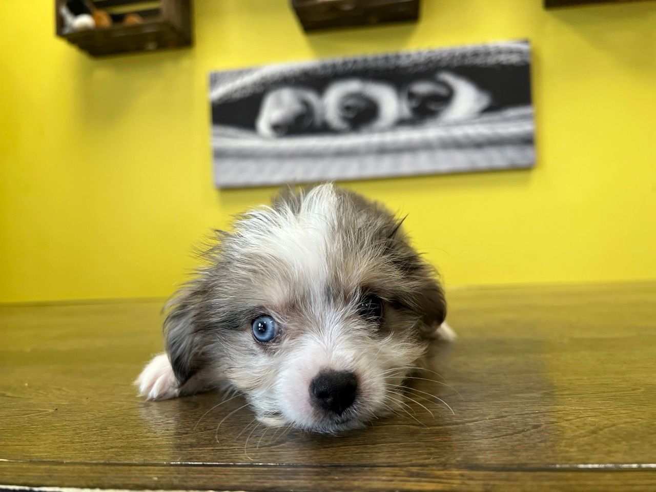 Designer puppies New York