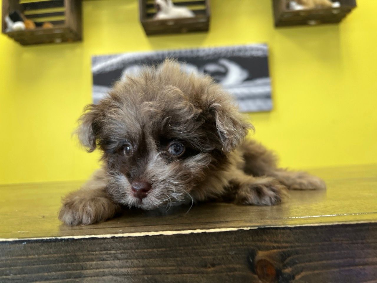 Designer puppies for sale New York