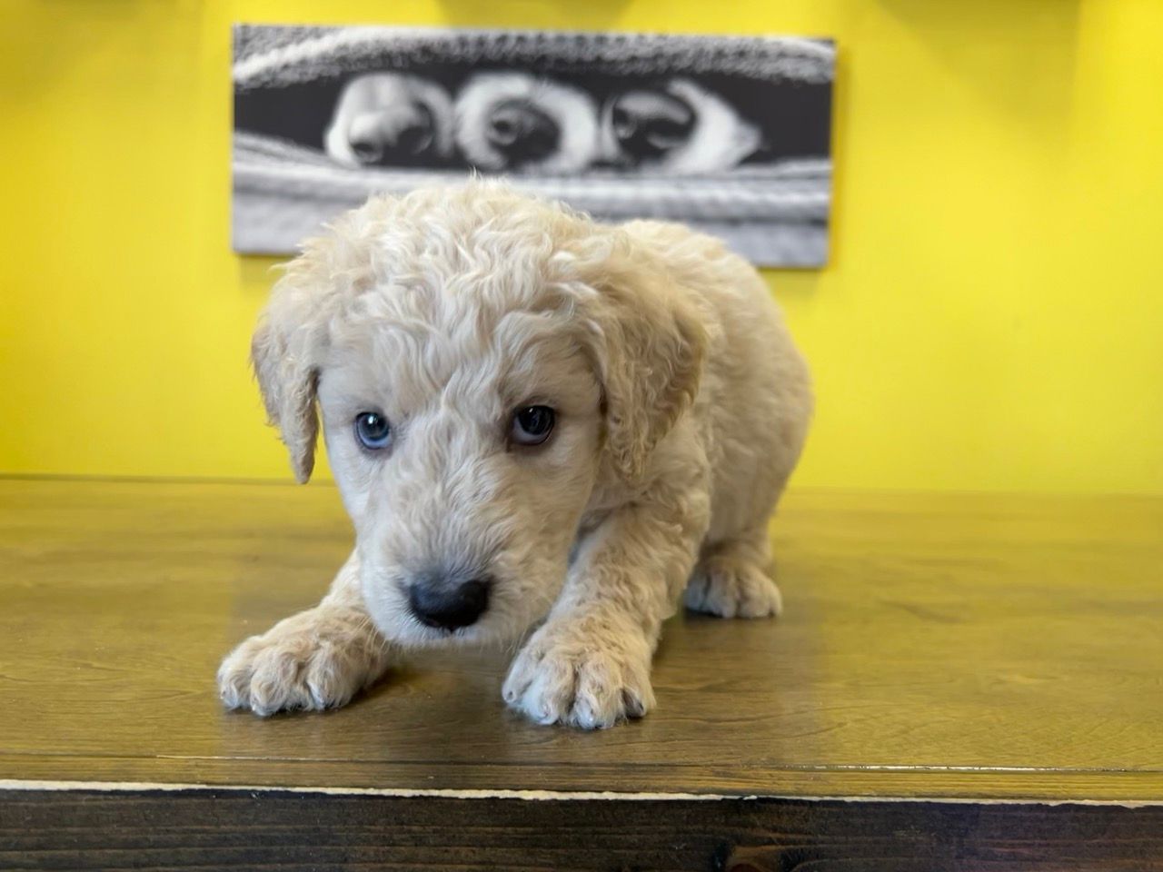 Designer puppies for sale New York