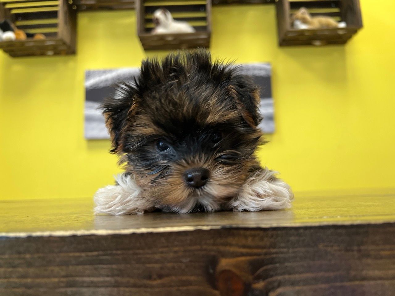 Designer puppies New York