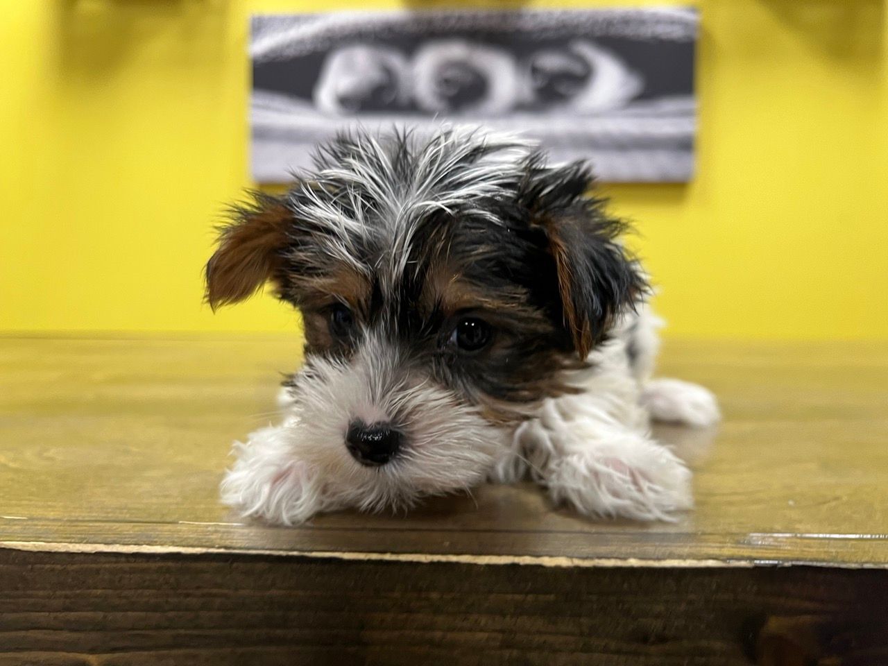Designer puppies for sale New York