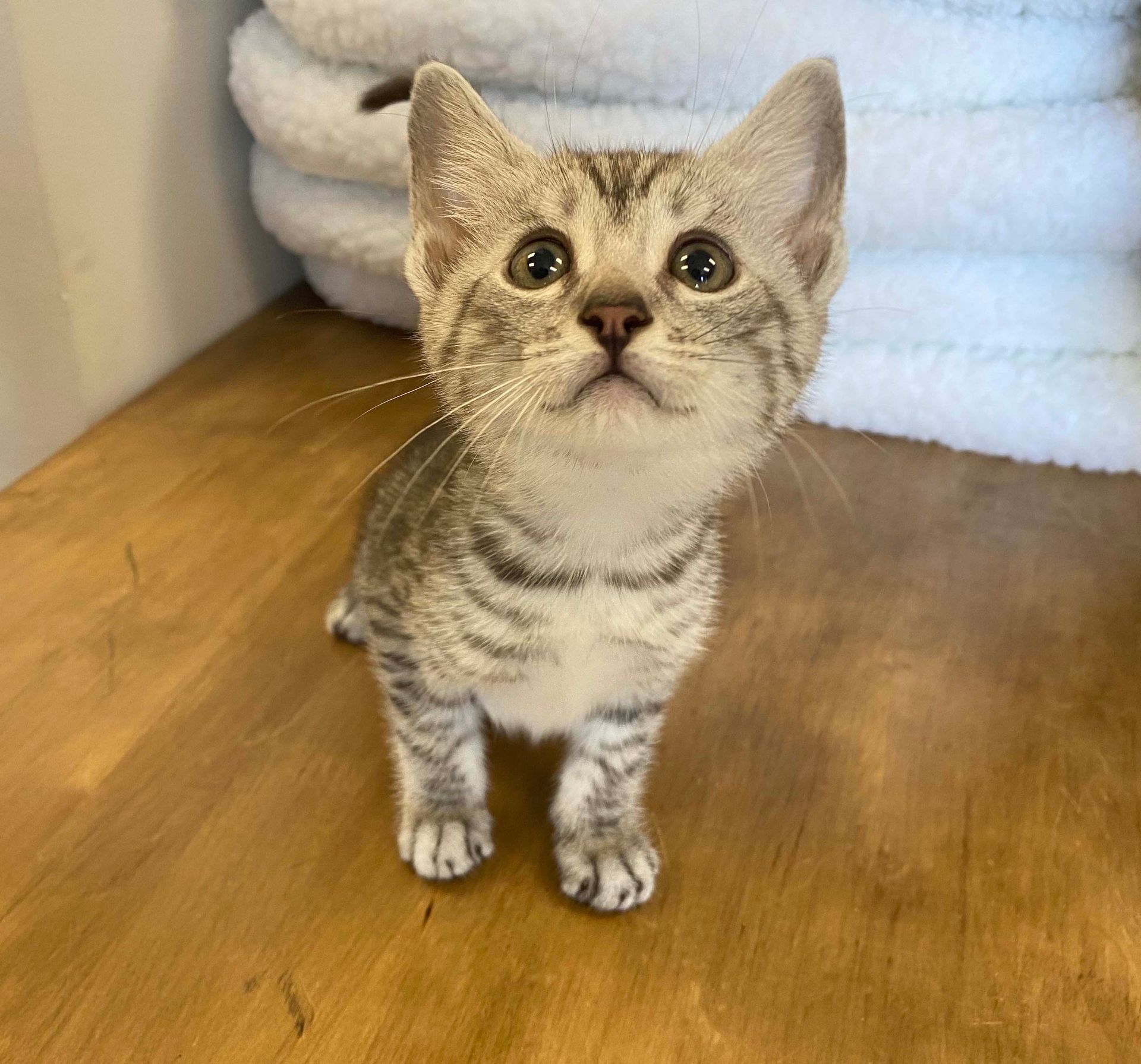 Egyptian mau kittens Egyptian mau kittens for sale