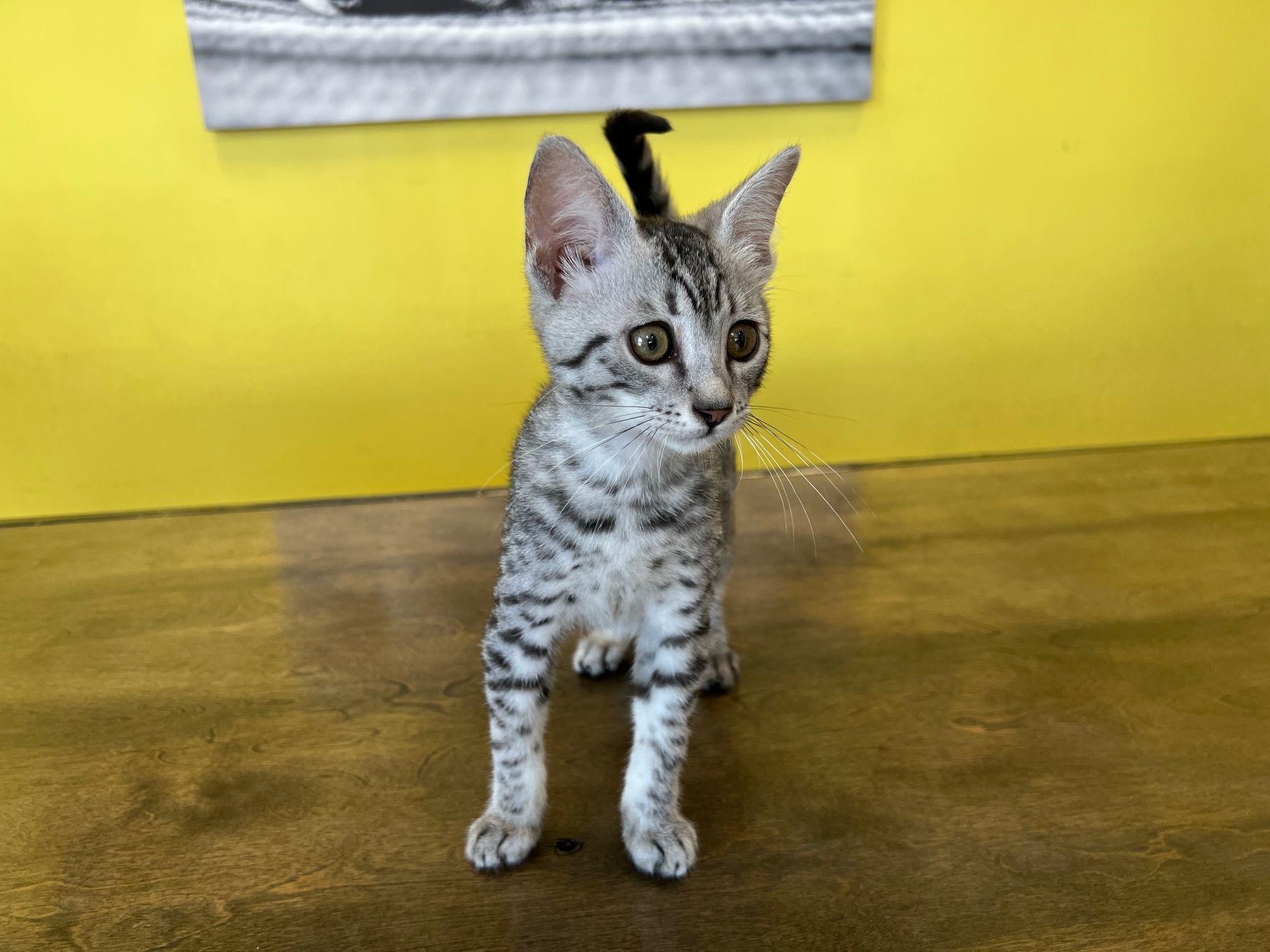 Egyptian Mau Kittens New York
