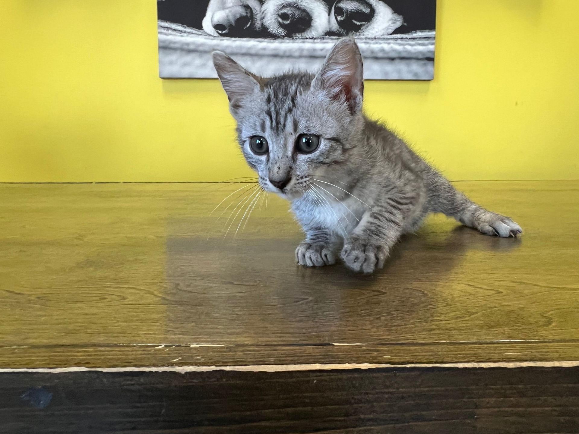 Egyptian Mau Kittens for sale New York