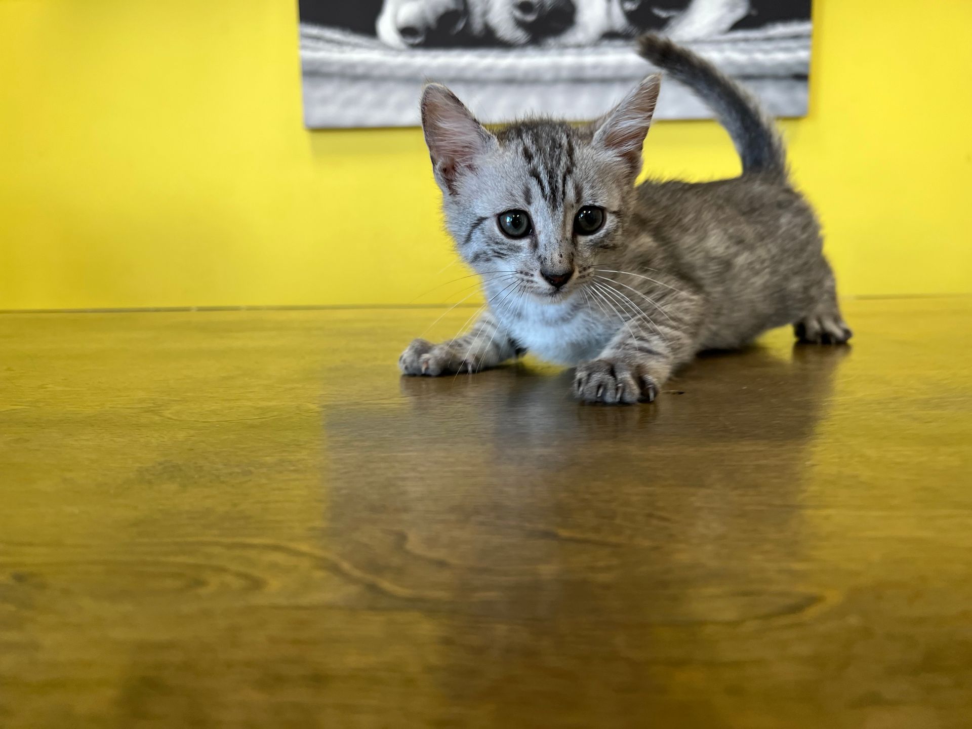 Egyptian Mau Kittens New York