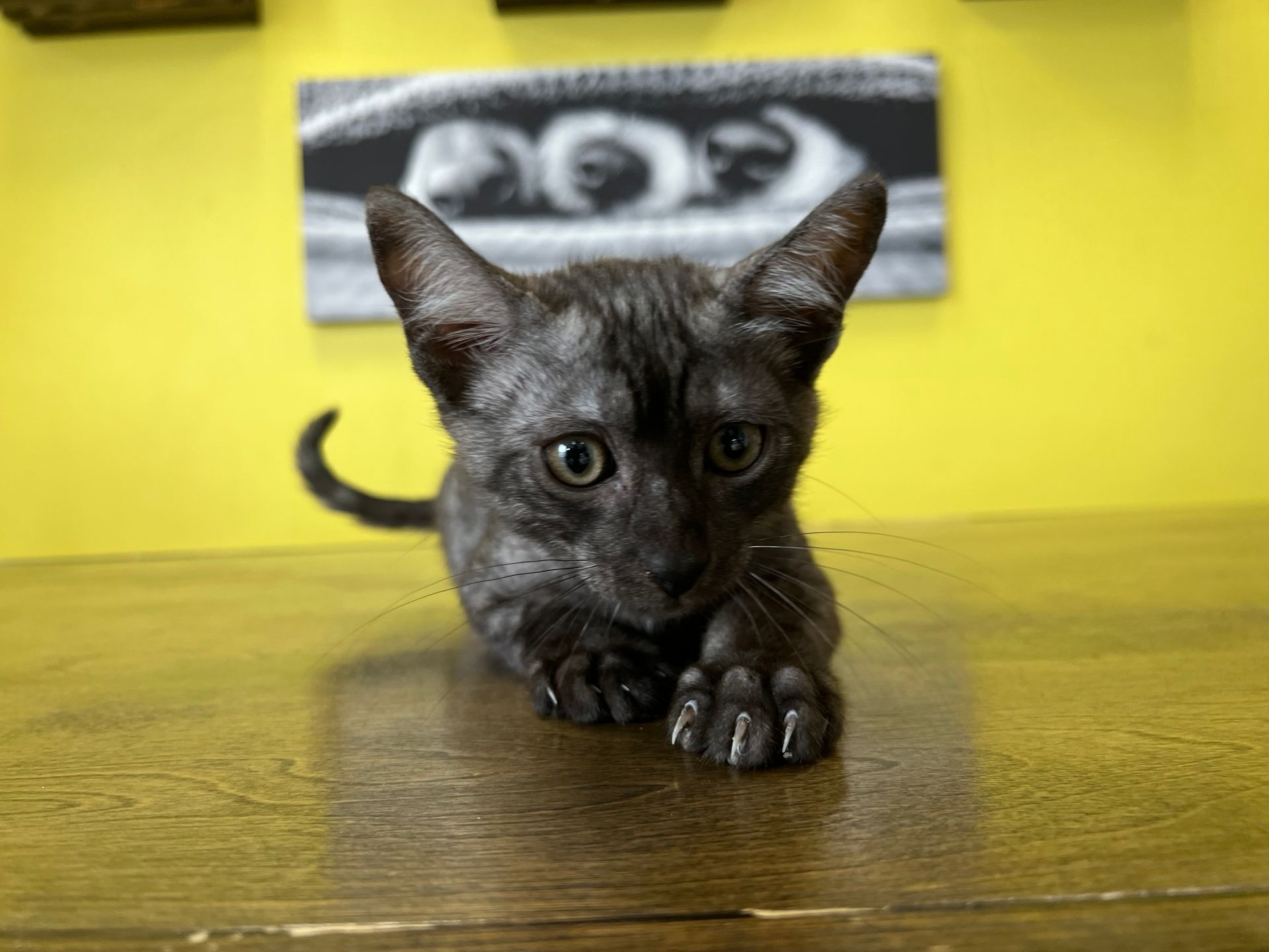 Egyptian Mau Kittens for sale New York