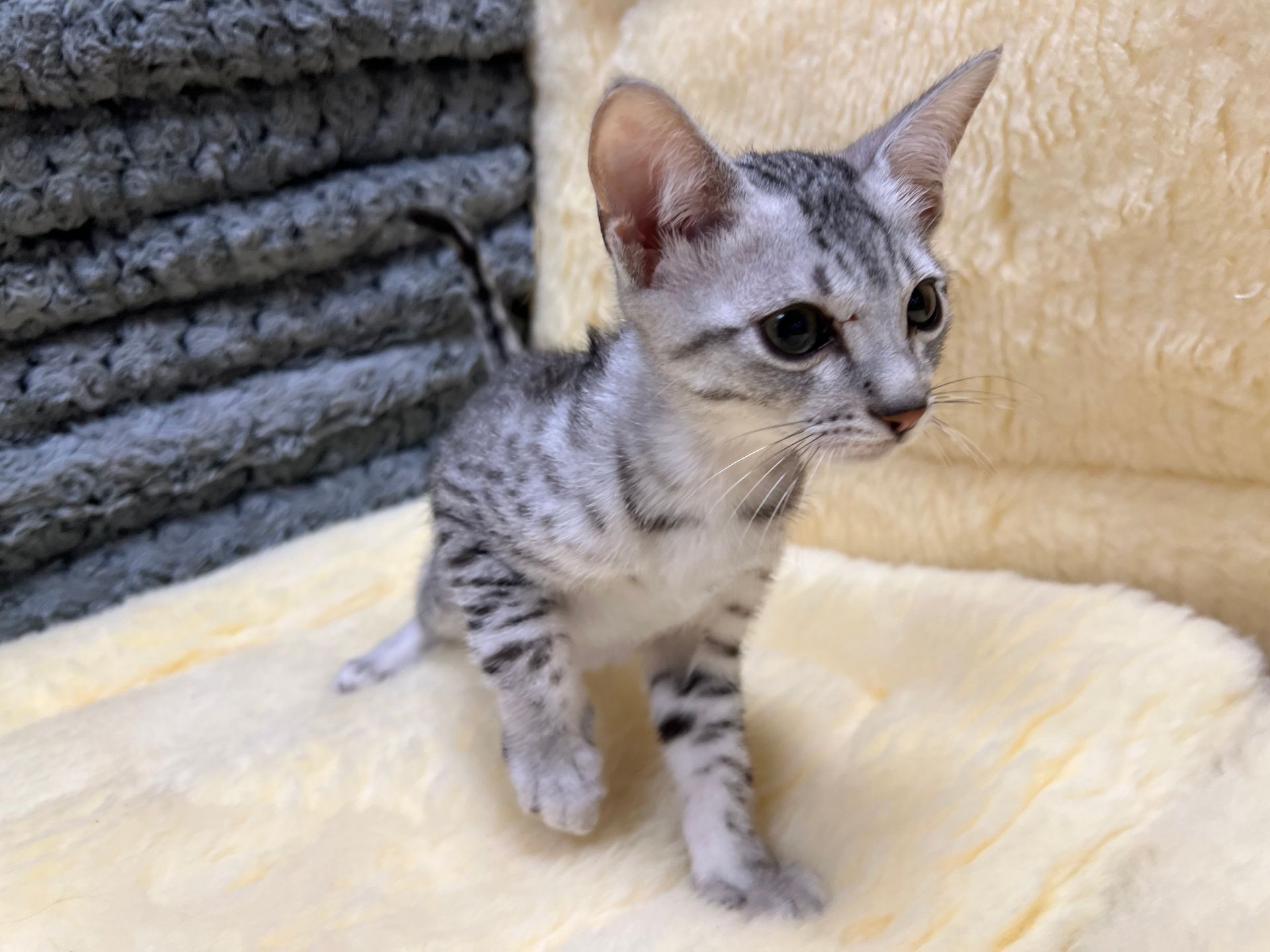 Egyptian Mau Kittens New York