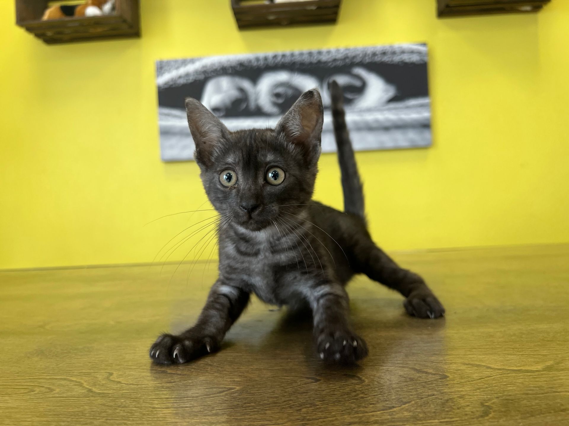Egyptian Mau Kittens for sale New York