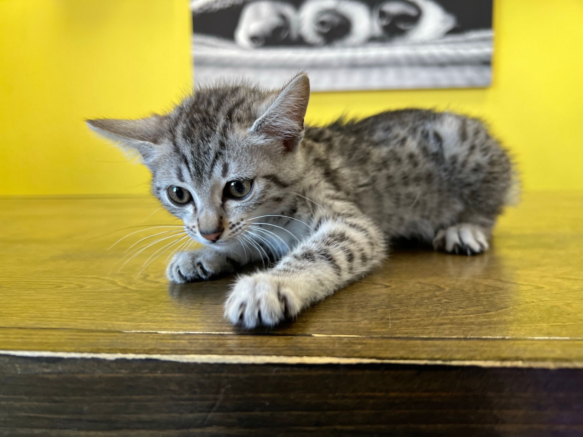 Egyptian Mau Kittens New York