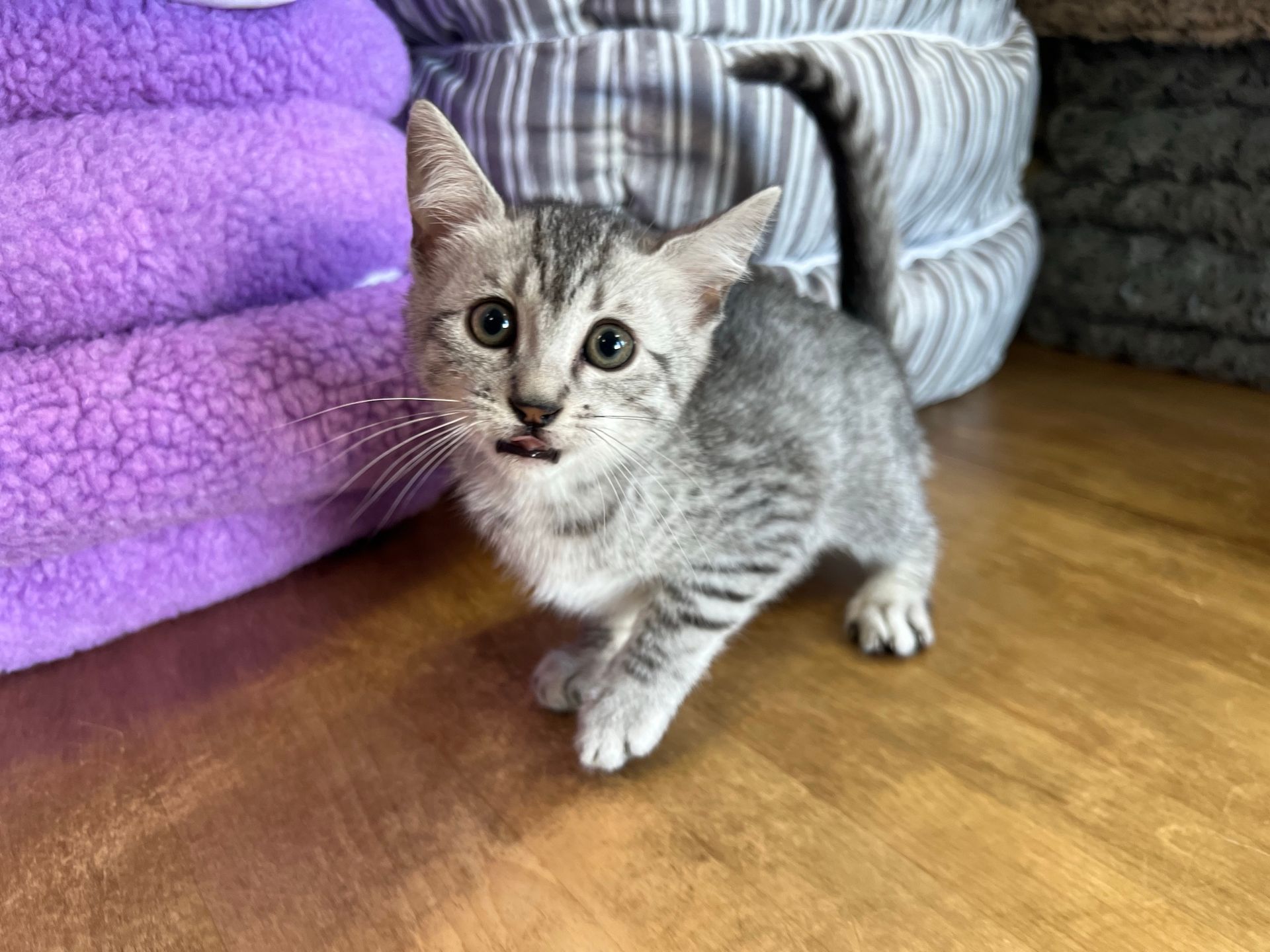 Egyptian Mau Kittens for sale New York