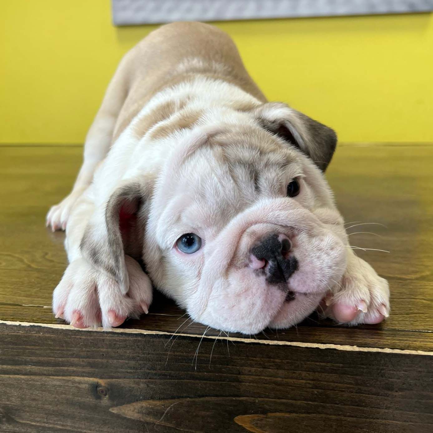 English bulldog puppies for sale