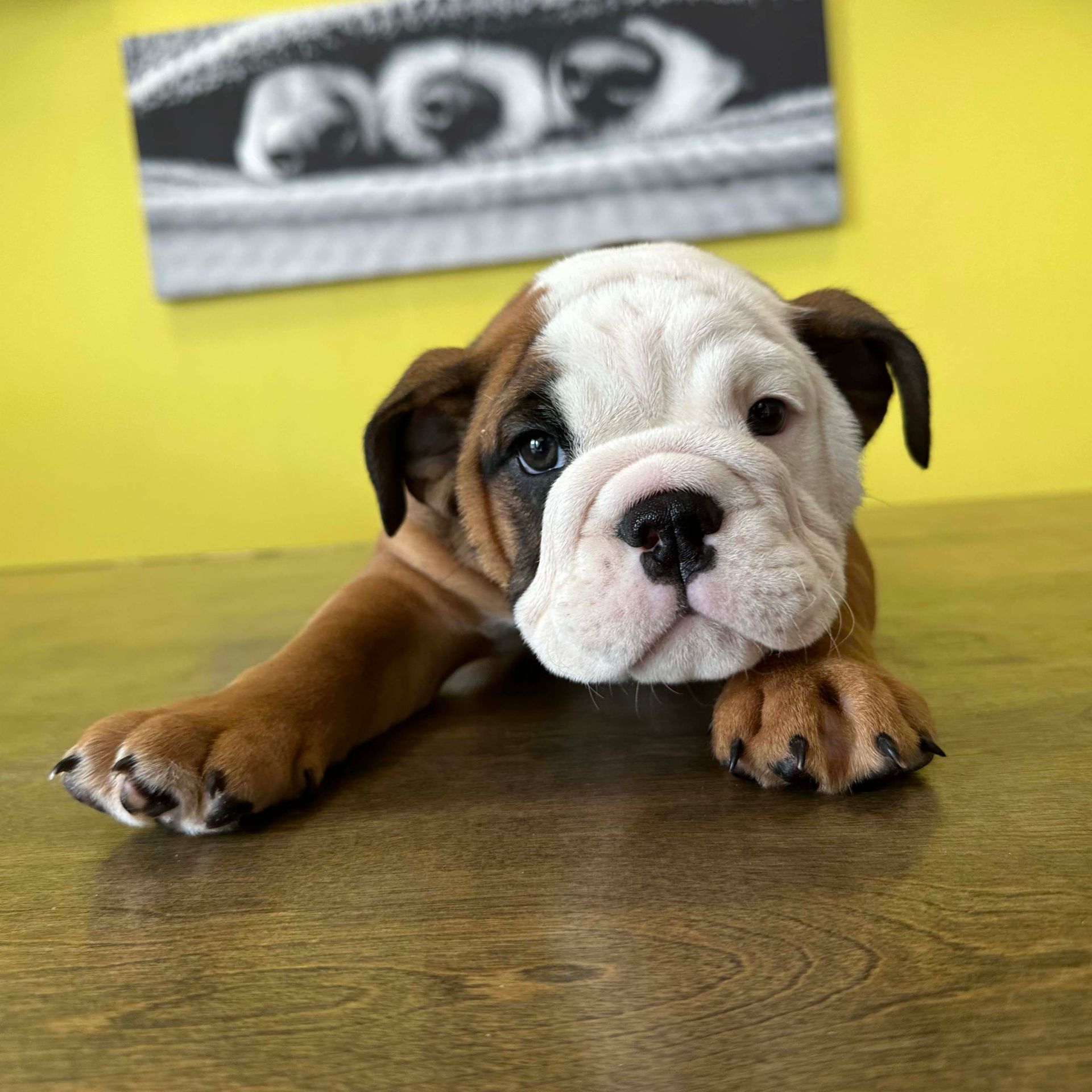 mini bulldog puppies mini bulldog puppies for sale