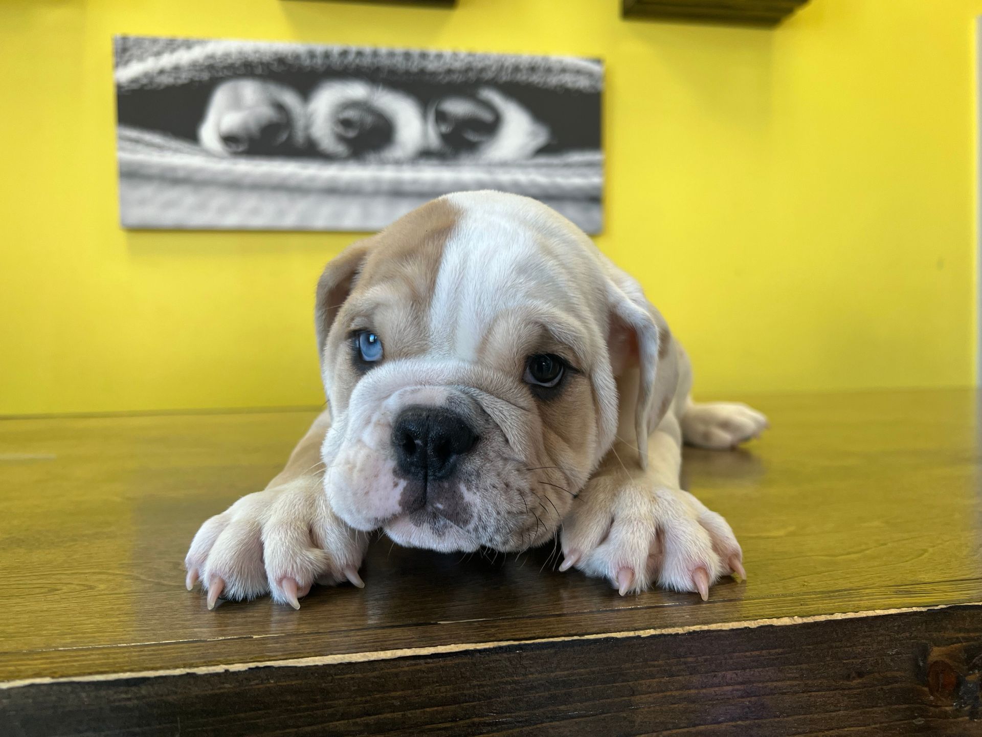 Bulldog puppies New York