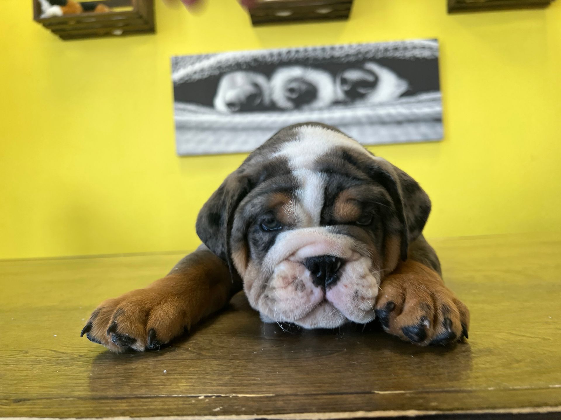 Bulldog puppies for sale New York