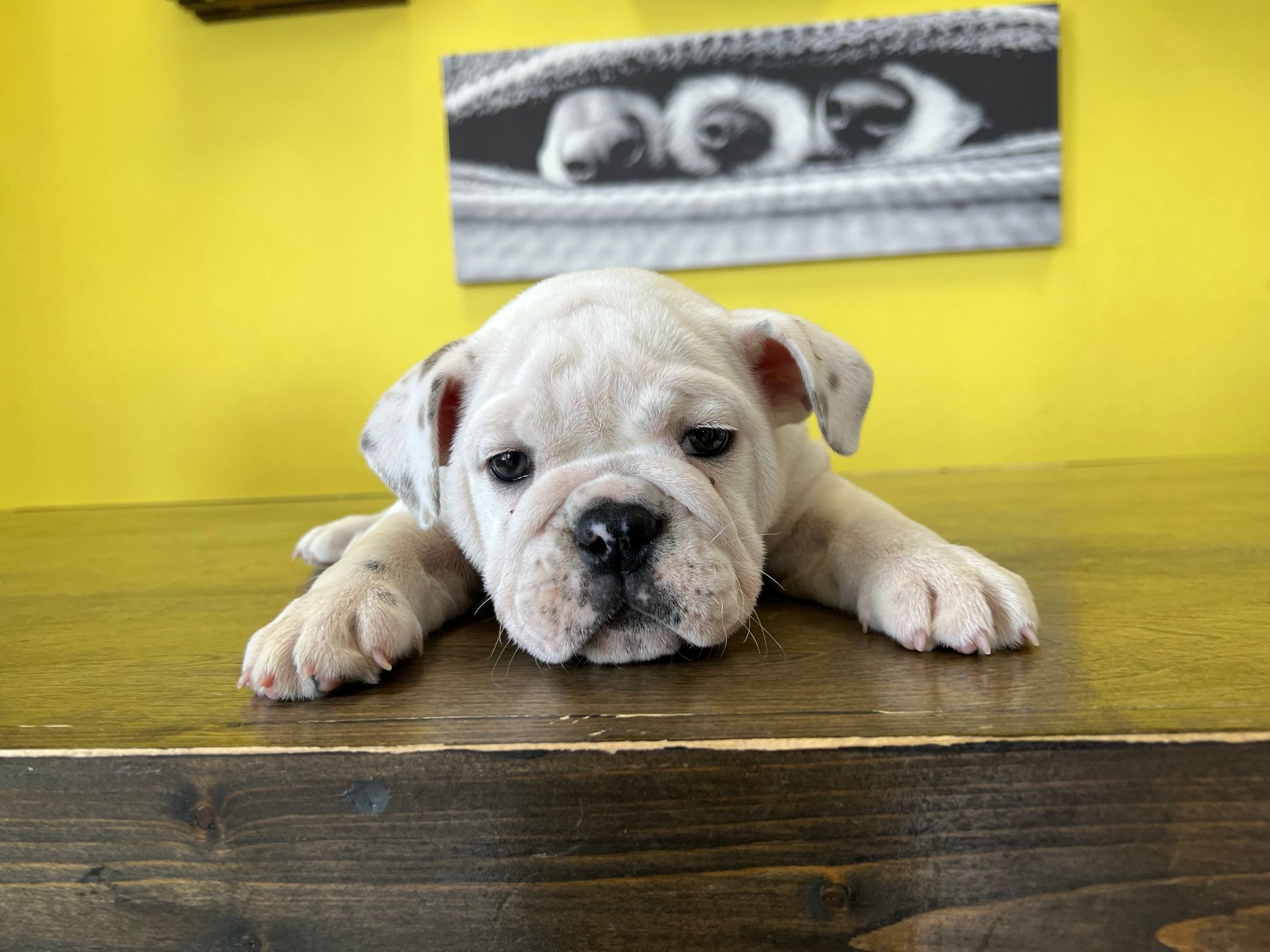 Bulldog puppies New York