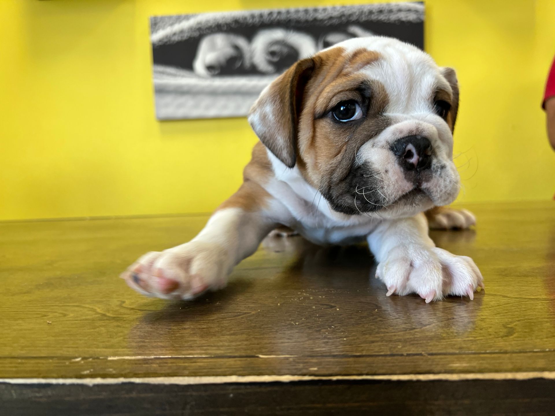 Bulldog puppies for sale New York