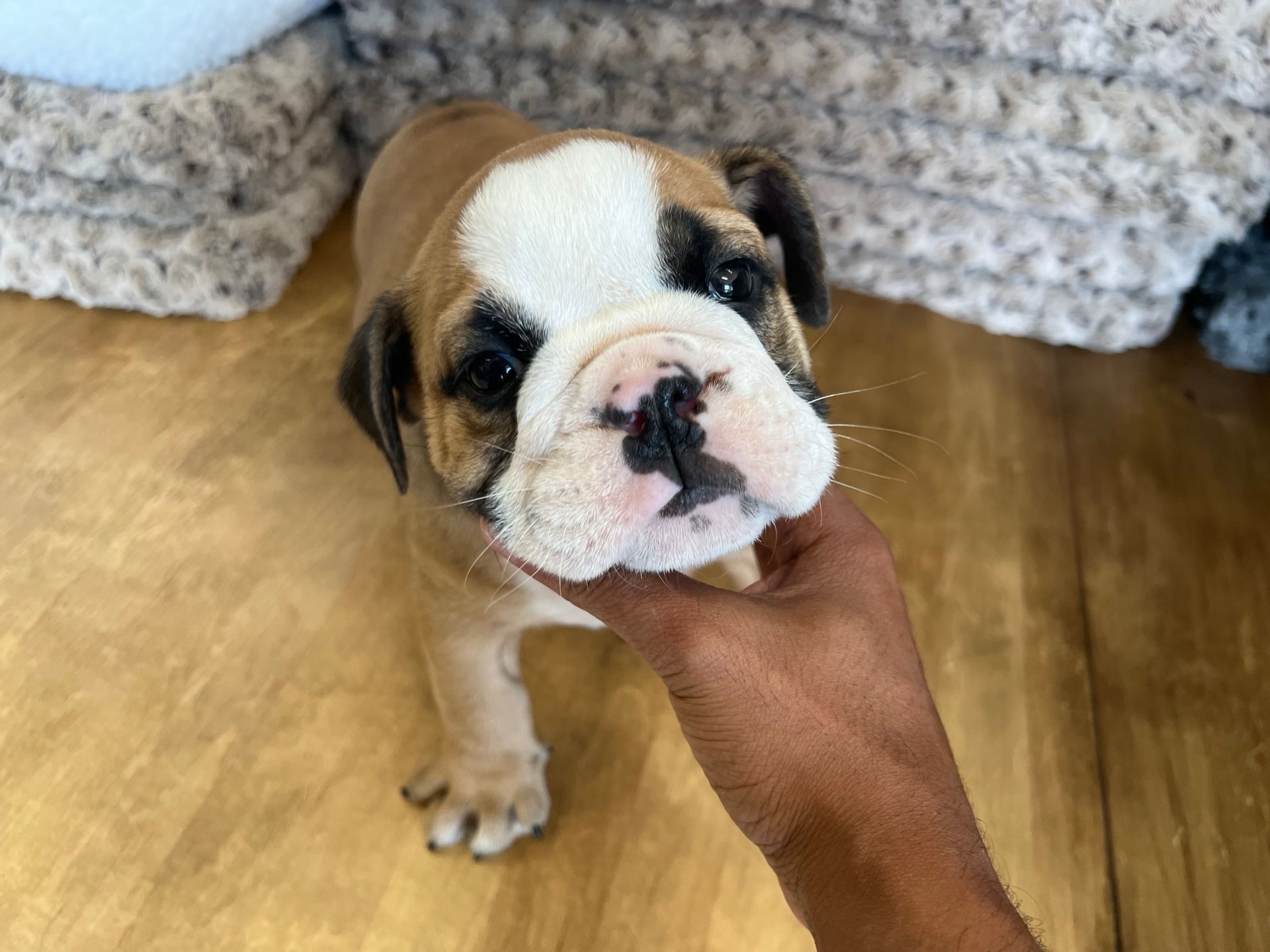 Bulldog puppies New York