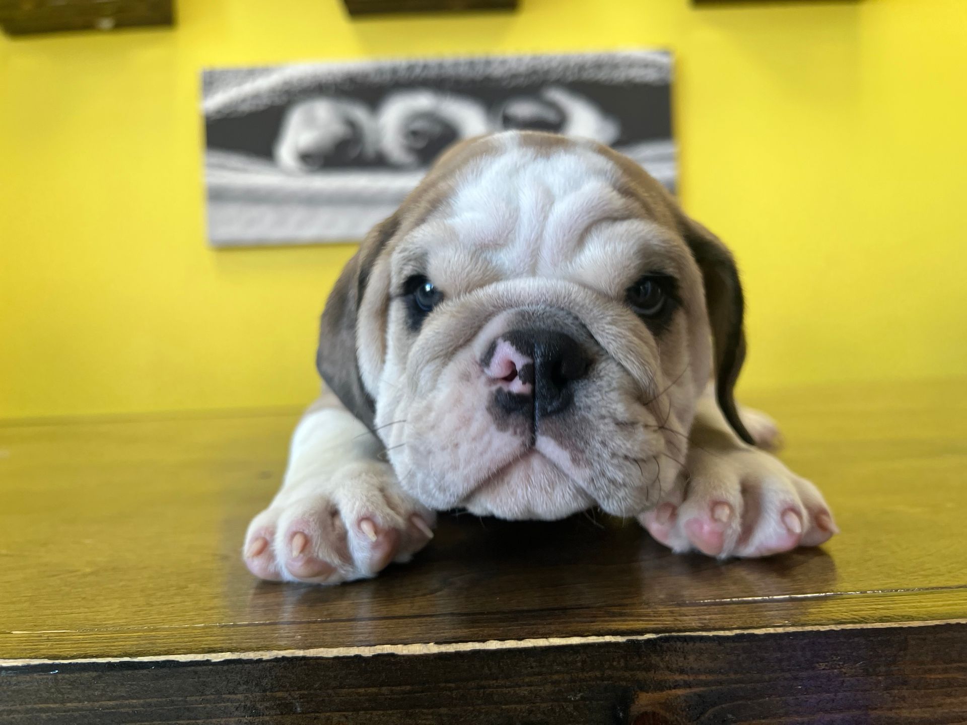 Bulldog puppies for sale New York