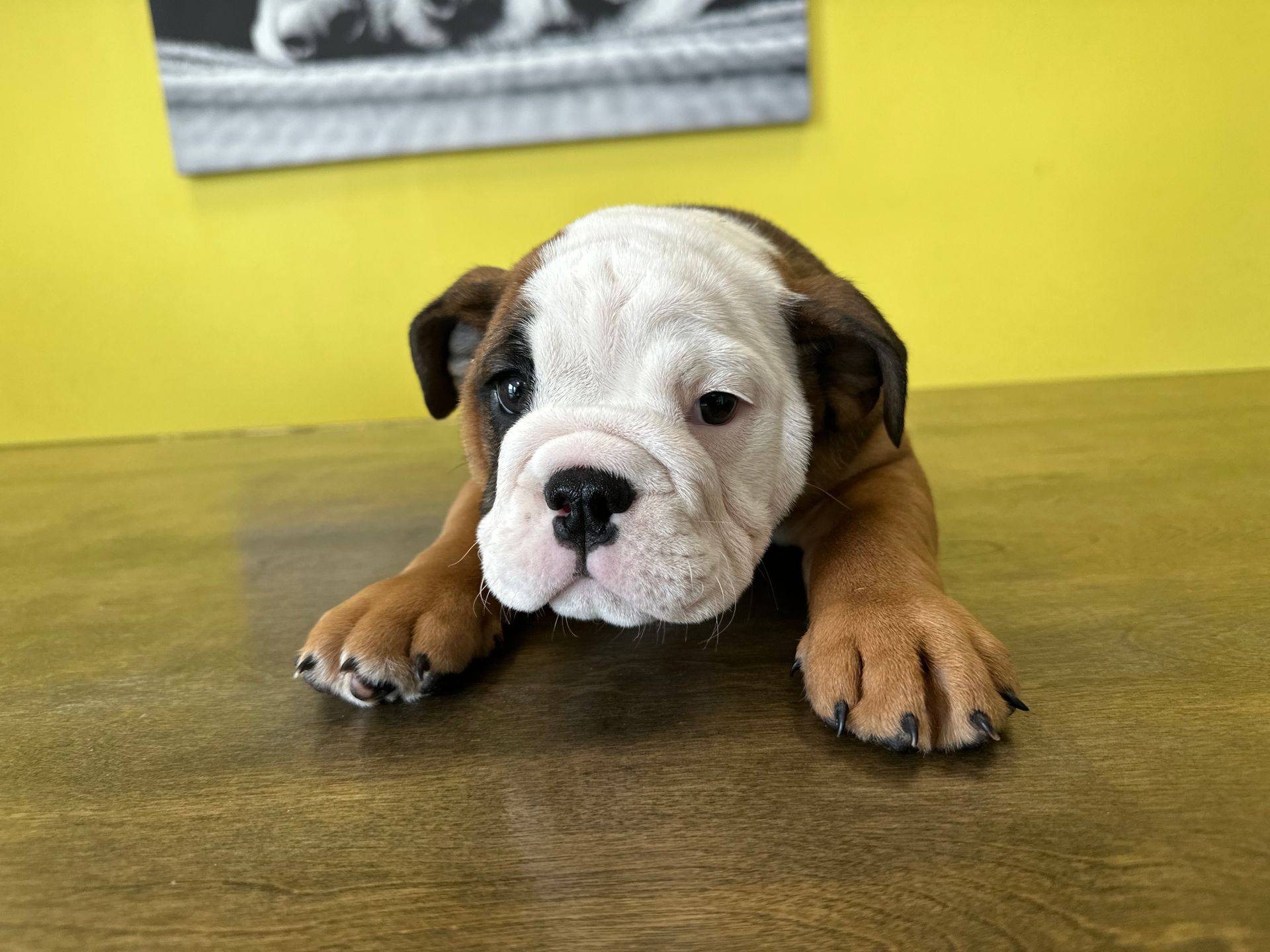 Bulldog puppies for sale New York