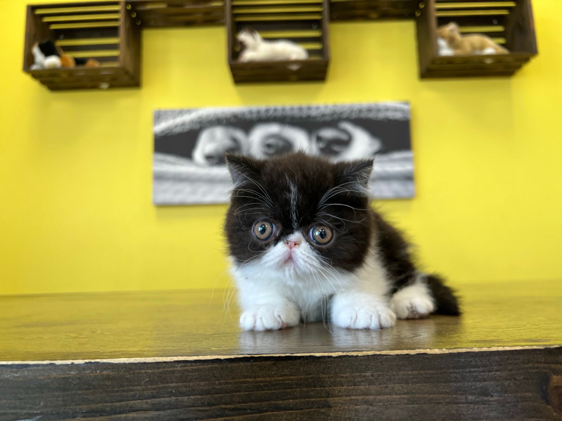 Exotic Shorthair Kittens New York