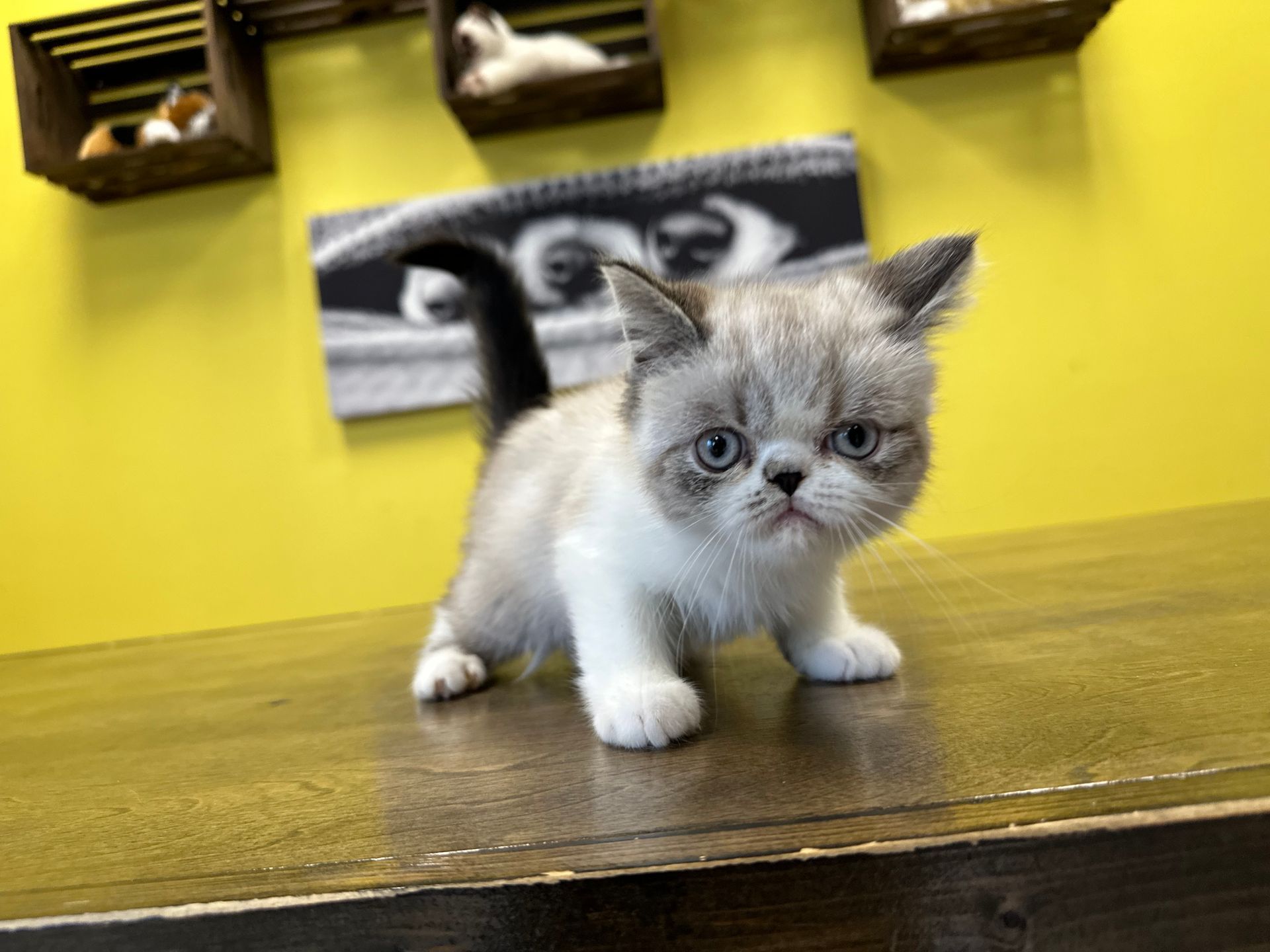 Exotic Shorthair Kittens for sale New York