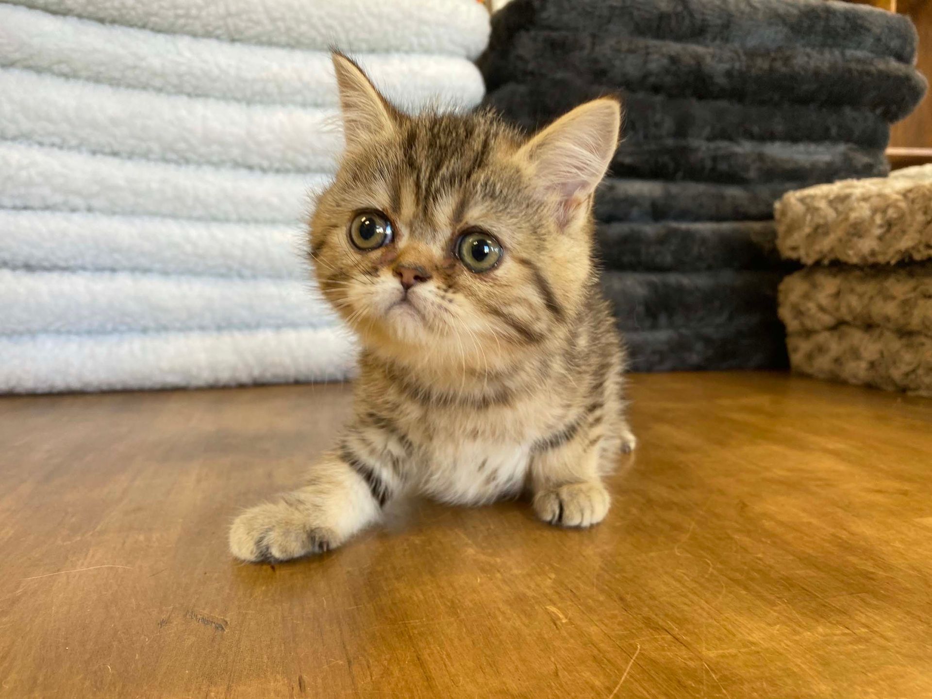 Exotic Shorthair Kittens New York