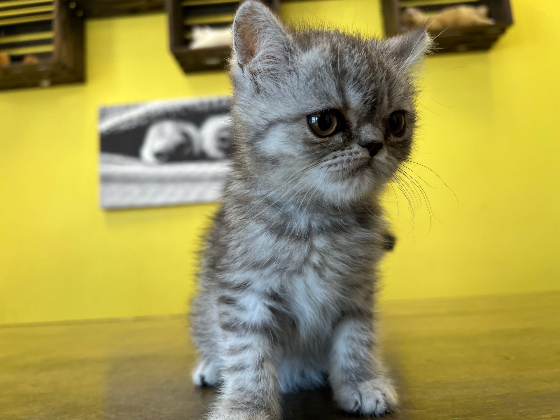 Exotic Shorthair Kittens for sale New York