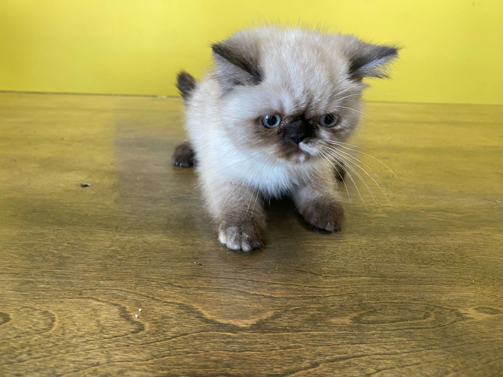 Exotic Shorthair Kittens New York